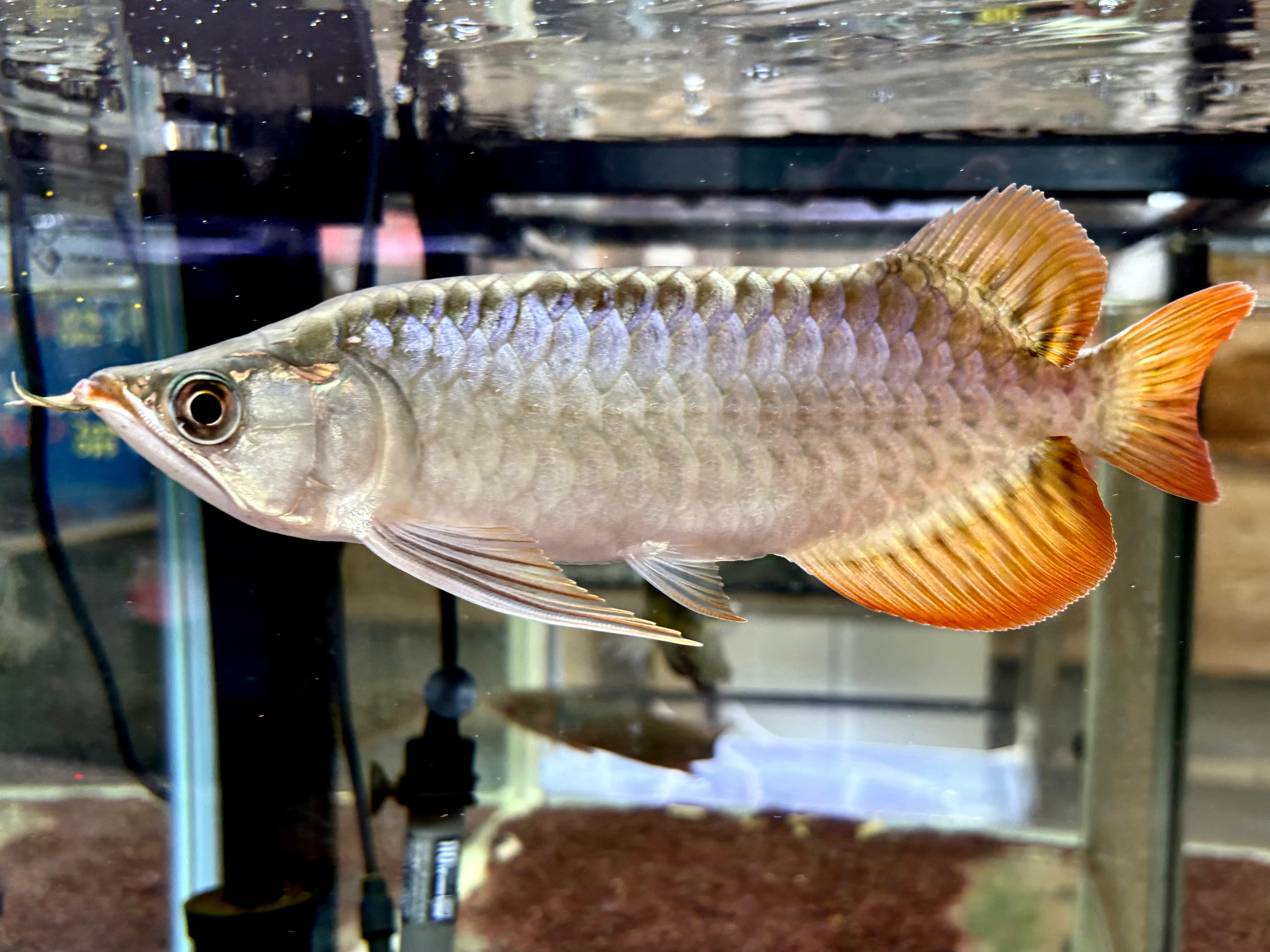 シルバーアロワナ 12cm± コロンビアワイルド | AQUASTYLEG