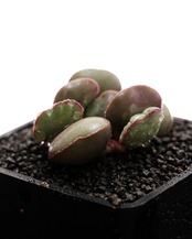 抜き苗 アドロミスクス オーラスマウンテン Adromischus marianiae var.hallii 'Aurus Mt.'