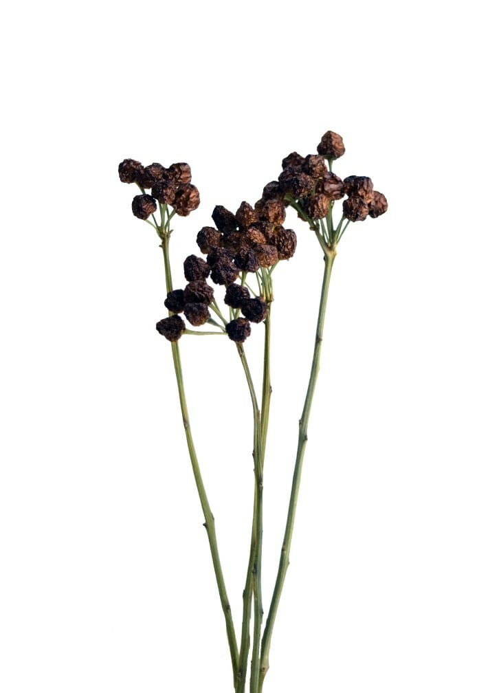 ドライフラワー❇️コニカルブラック❣️唐辛子とアンバーナッツ