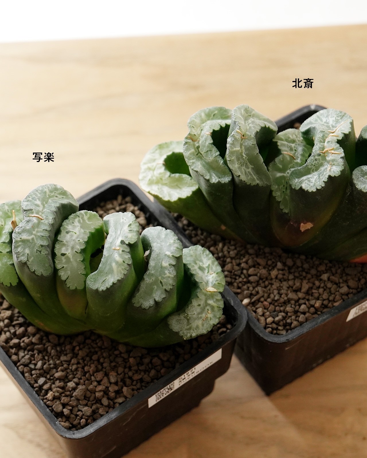 カット苗 ハオルチア 玉扇 北斎 M Haworthia truncata 'Hokusai'