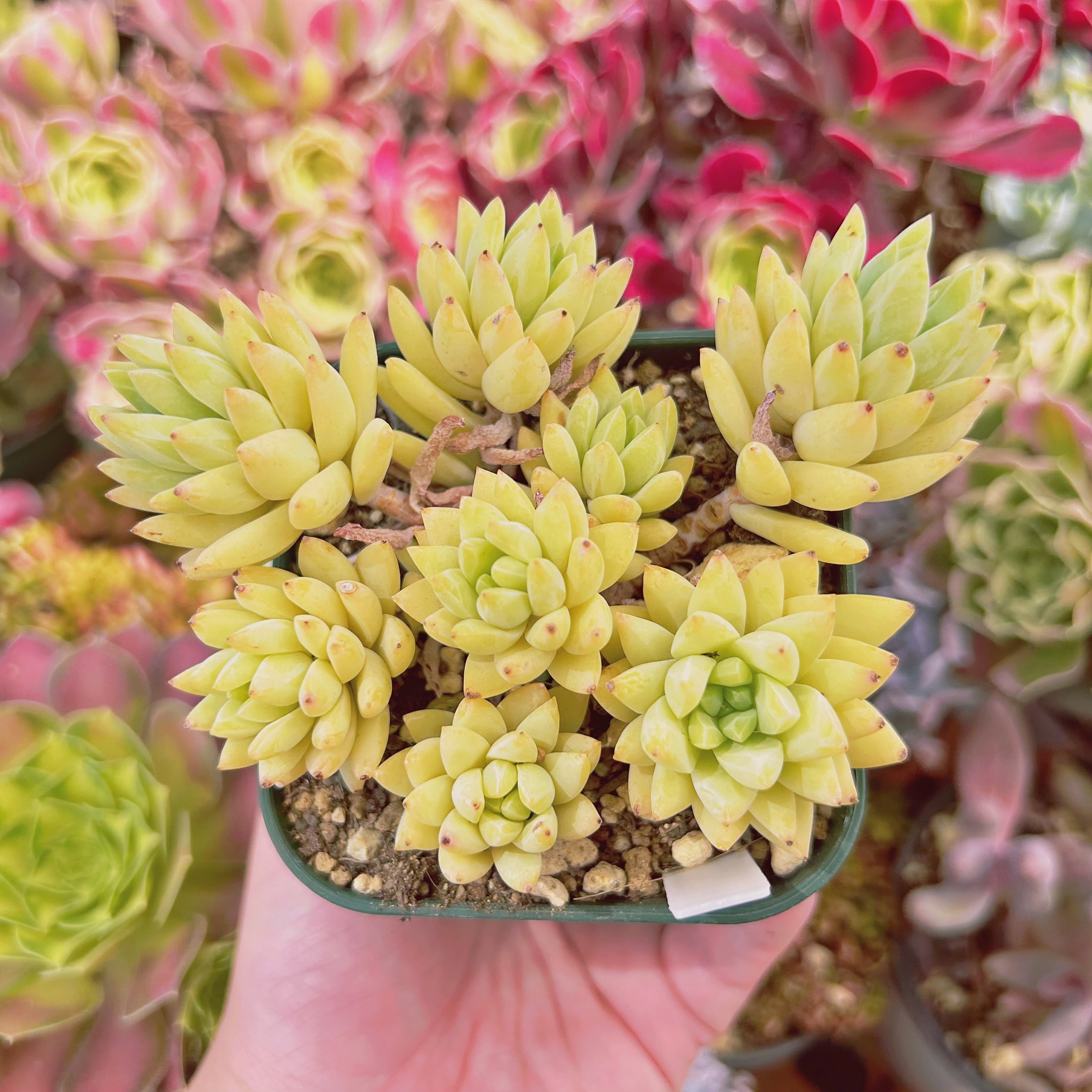 #2222現物　多肉植物　シルバーフロスト