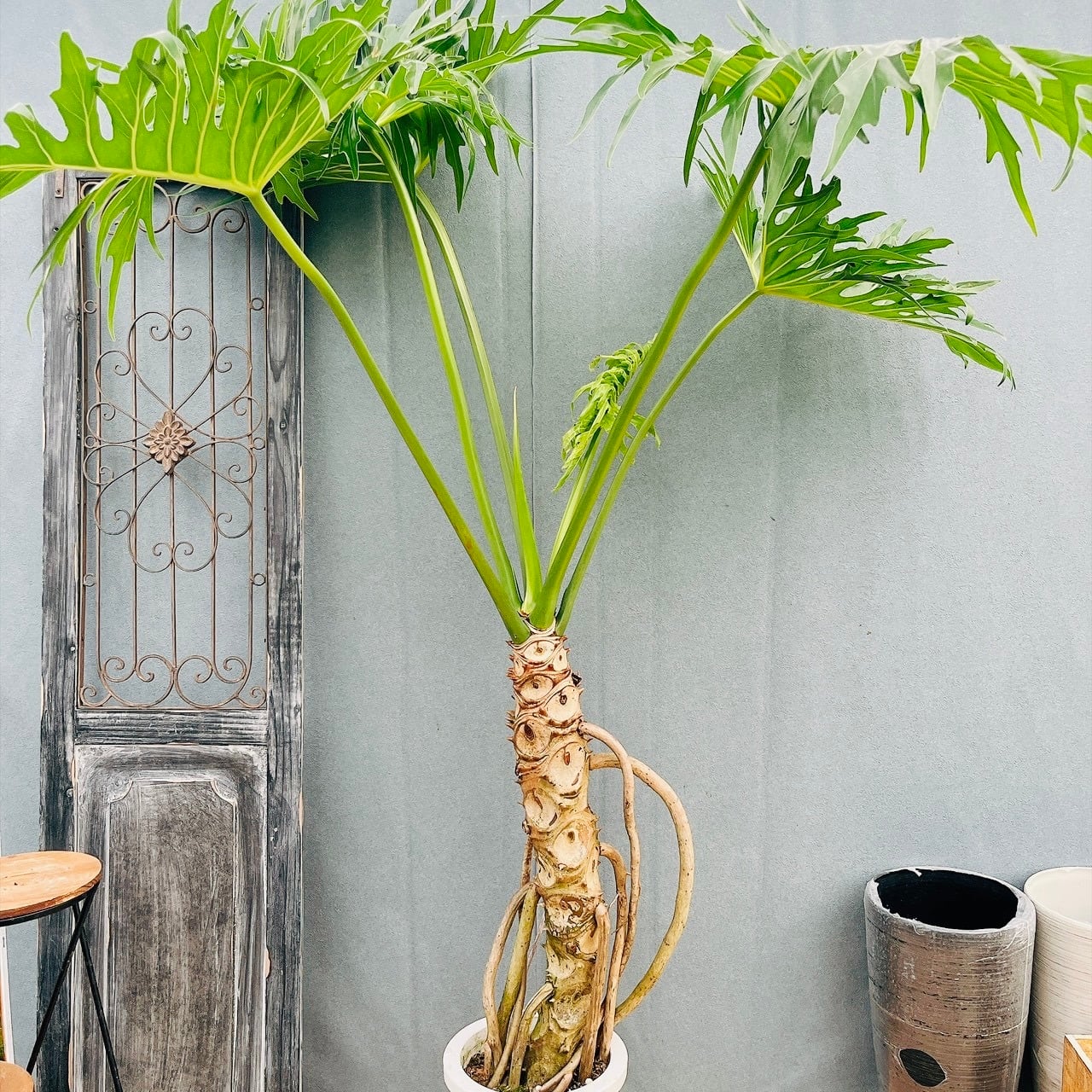現品］6番 フィカス ウンベラータ 曲がり 8号 観葉植物 室内 ゴムの木
