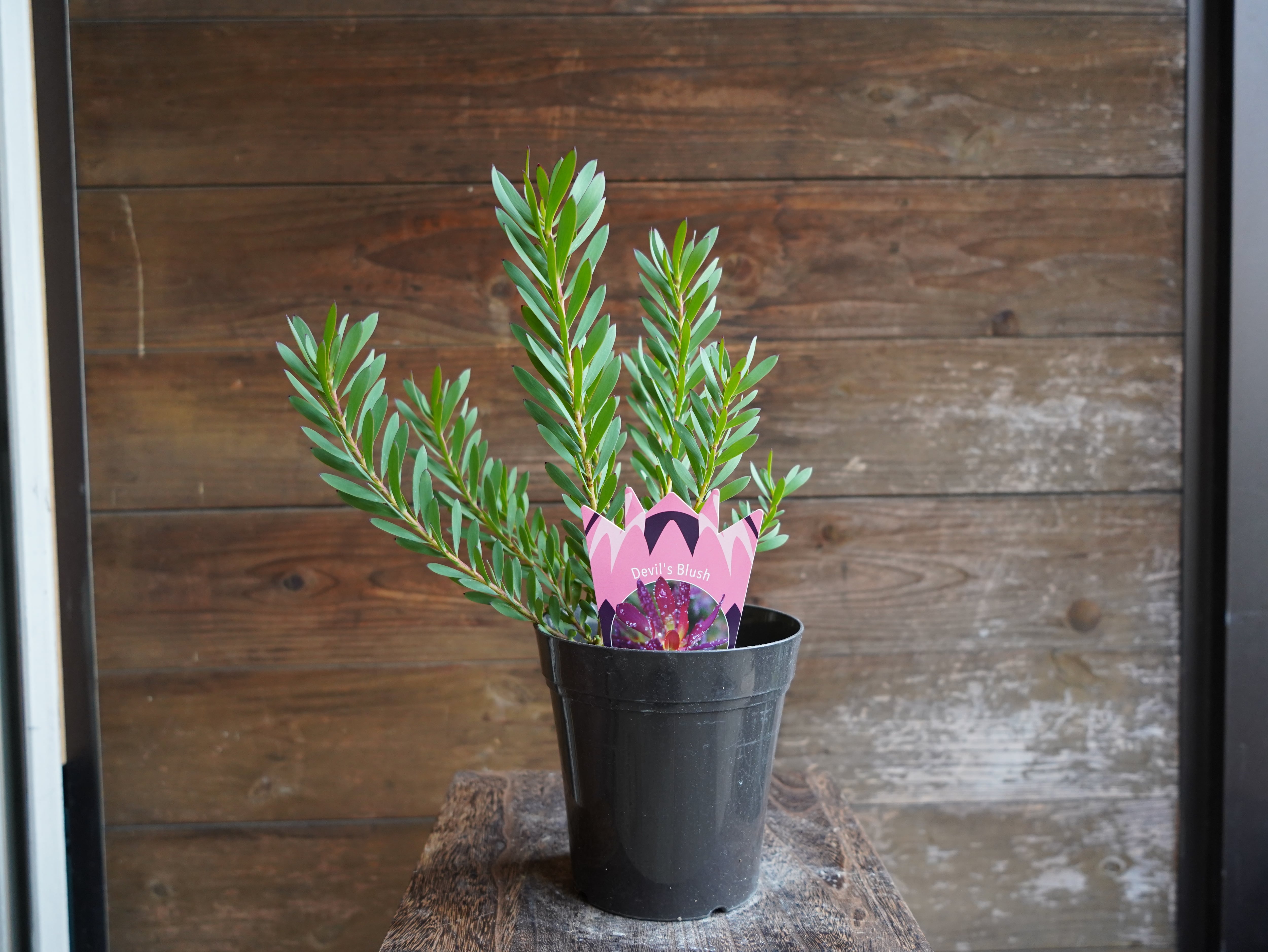 【現物】リューカデンドロン　”Devils Blush”