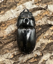 【WD】《ユーリケファルスヒラタ 60mm ペア》