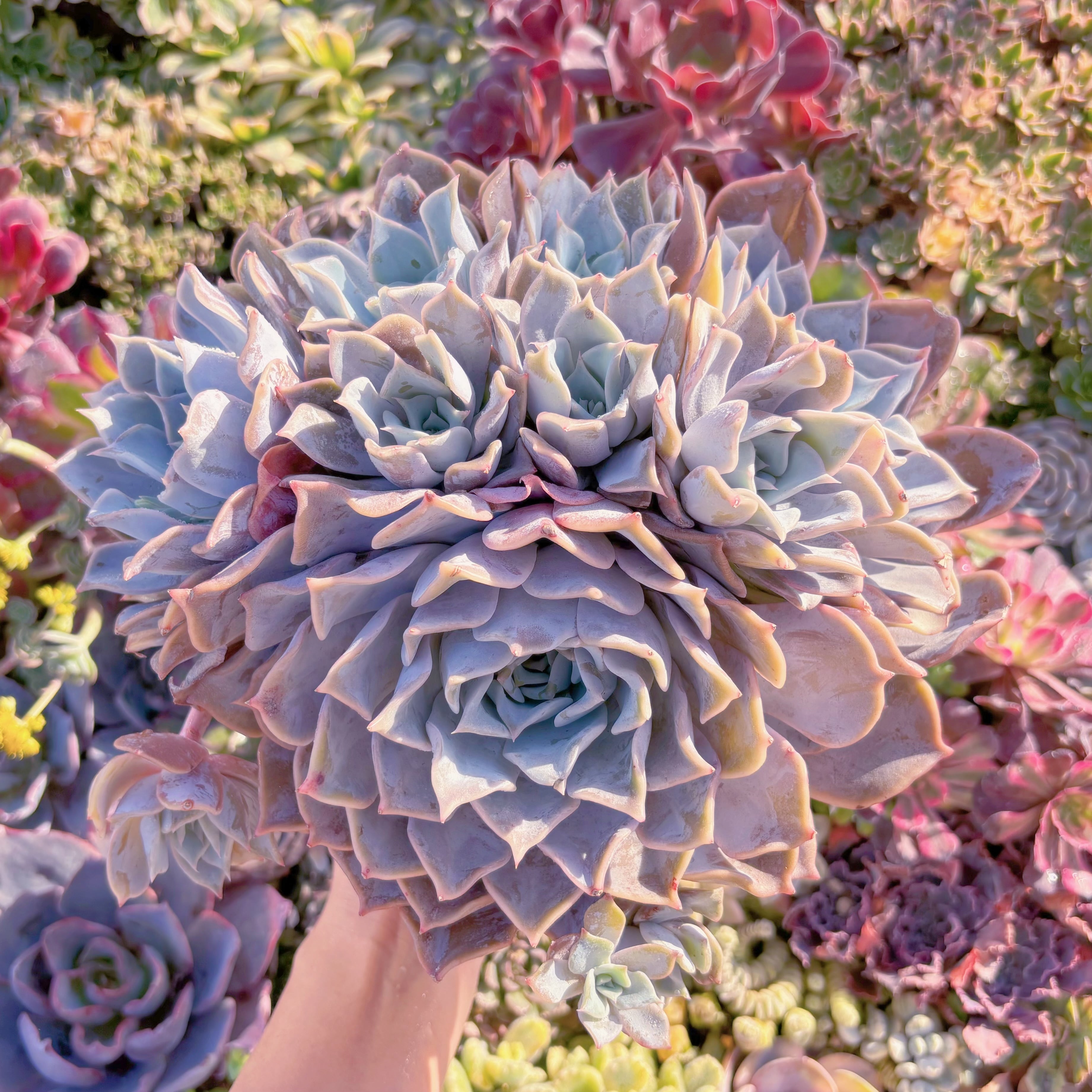 現品　Echeveria 'Lucila'#M136　特特大群生　新入荷　るる農園