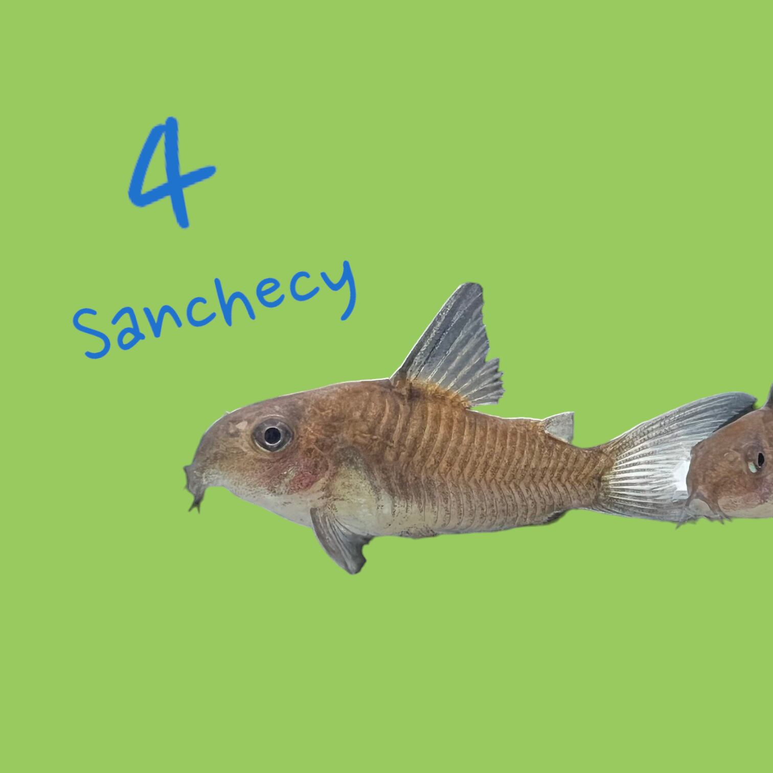 北海道 Goshin Breed コリドラスサンチェシー4匹 2.5〜3cm コリドラス  