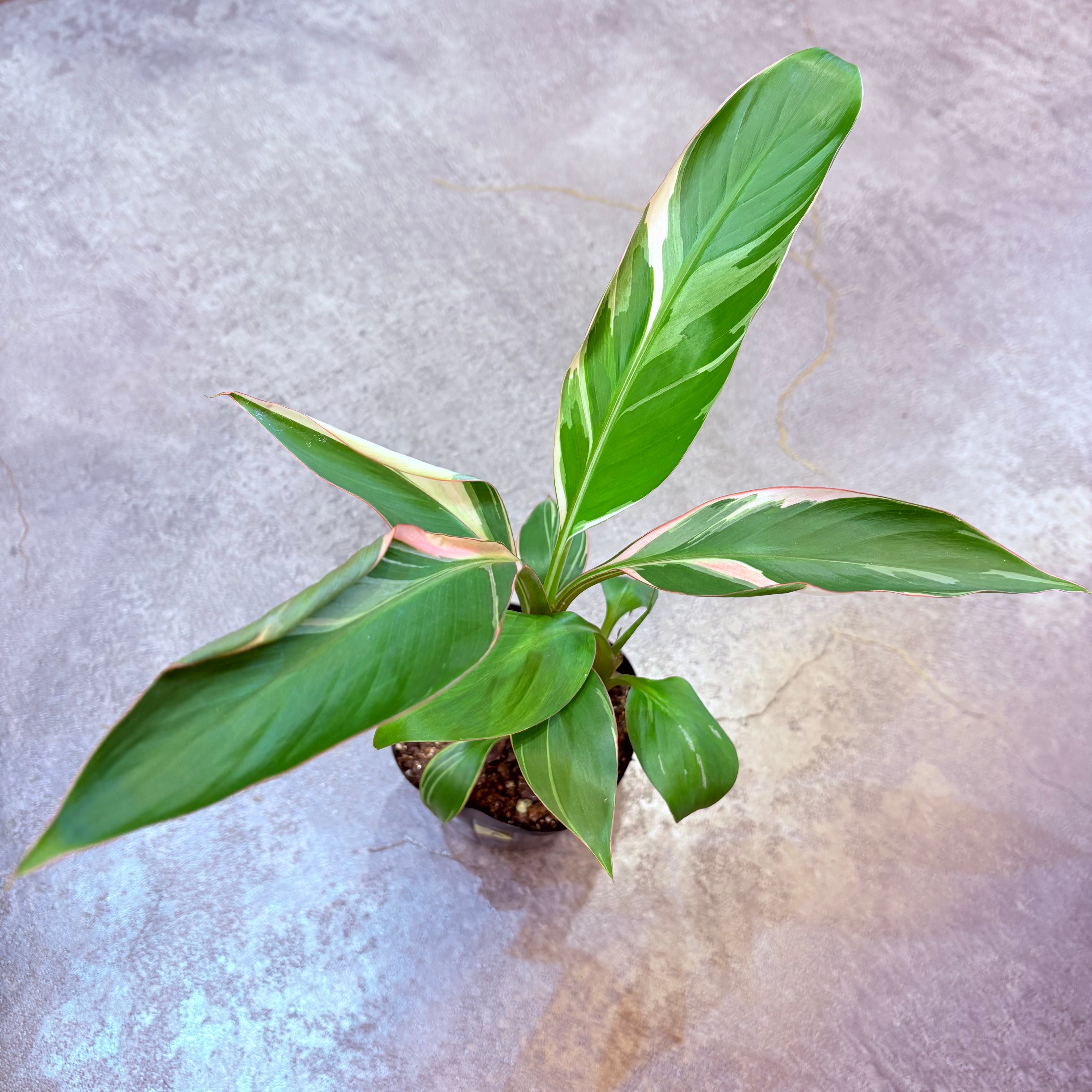 ムサ　フロリダ　バリエガータ　No.001　鉢、送料込　メルカリ便 ムサ ノノピンクバリエガータ 3.5号【A】2株入り | Green Vibes 宇都宮