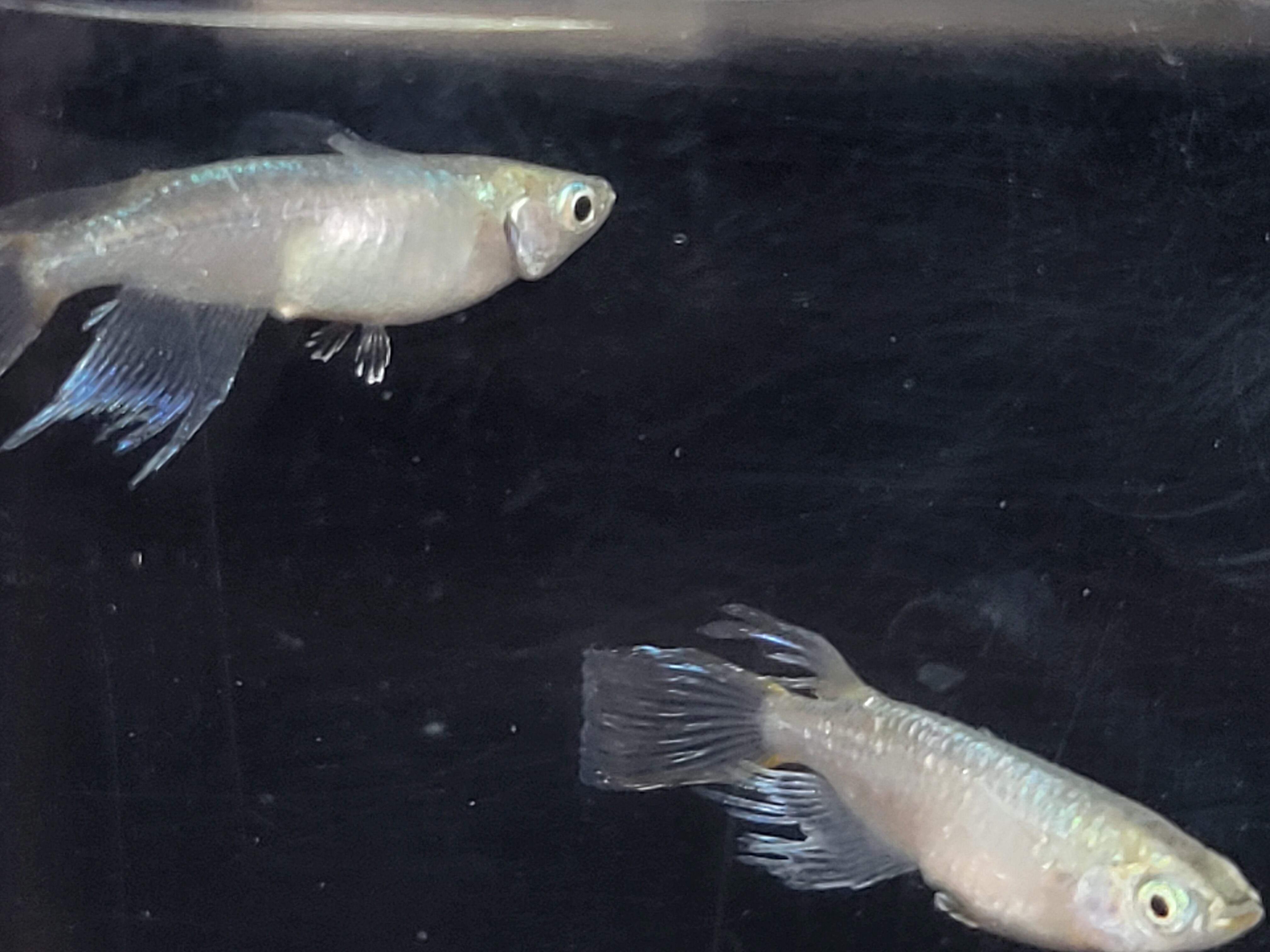 ☆叶めだか☆　≪上物個体≫　　ー松井ヒレ長緑光ー　猫飯様直系3ペア | めだか専門店猫飯 松井ヒレ長三毛猫めだかの稚魚10匹