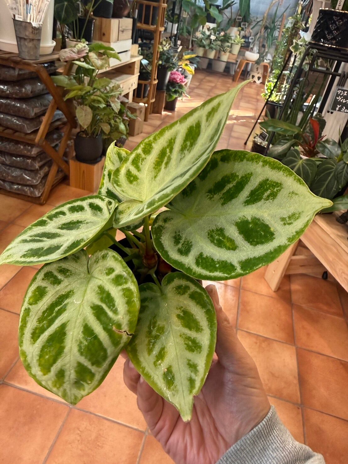 アンスリウム・ドラヤキシルバーボール 3号 希少 | 観葉植物と雑貨のお