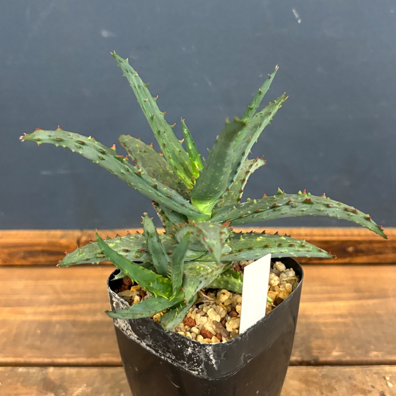 アロエ カスティロニアエ【316】