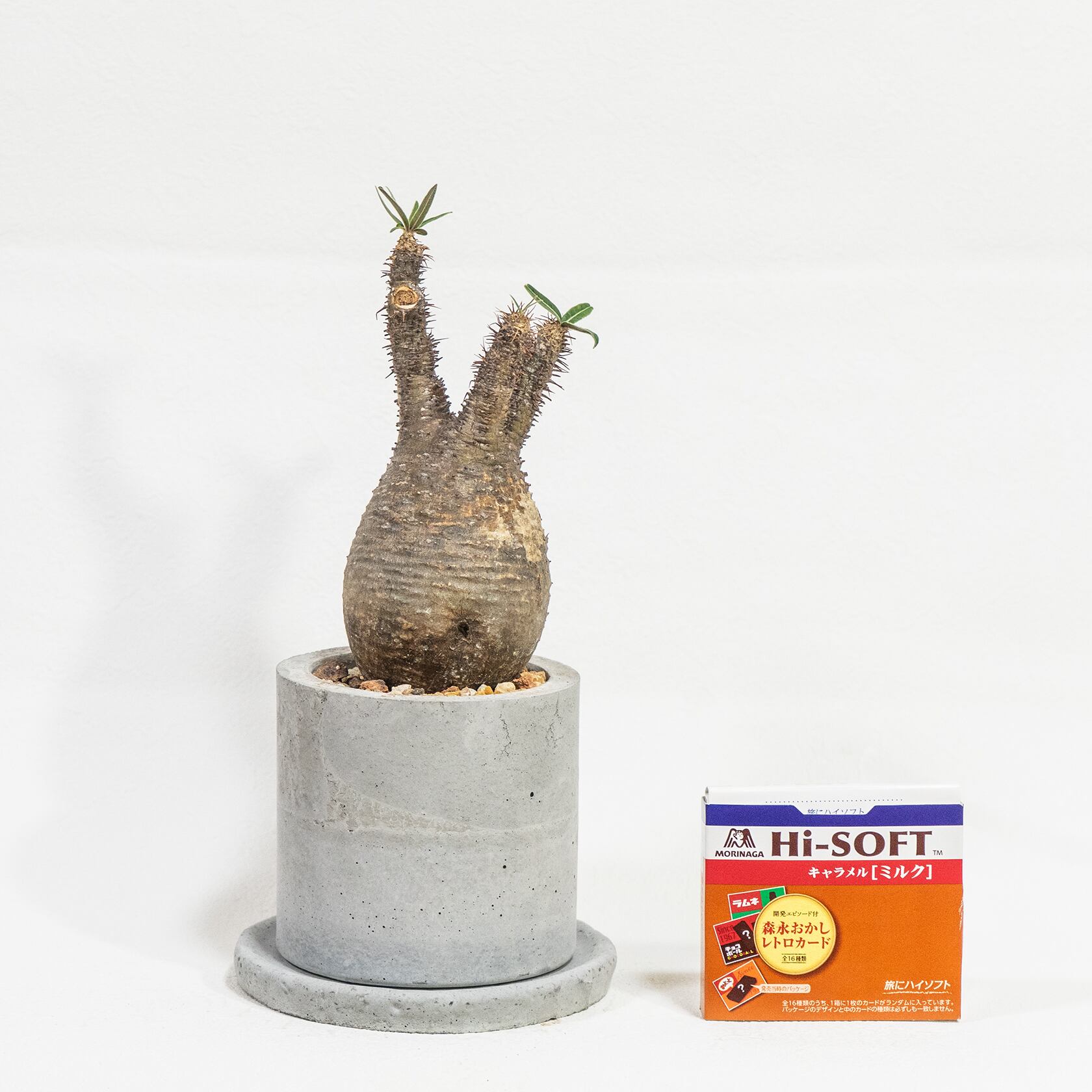 発根済み株 パキポディウム・グラキリス コロンとした造形美を鉢込みで堪能