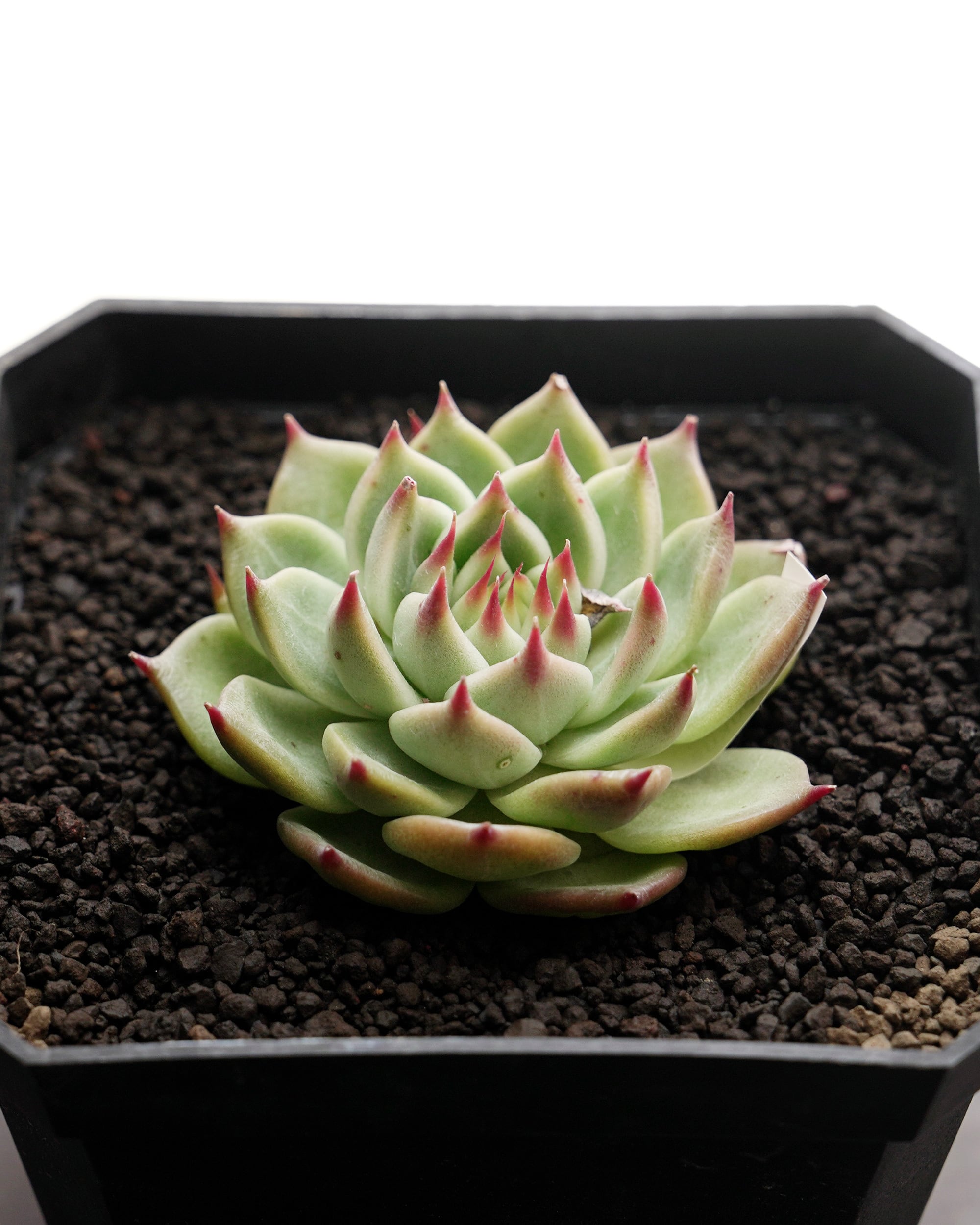 エケベリア（っぽいコ） | PUKUBOOK SUCCULENTS