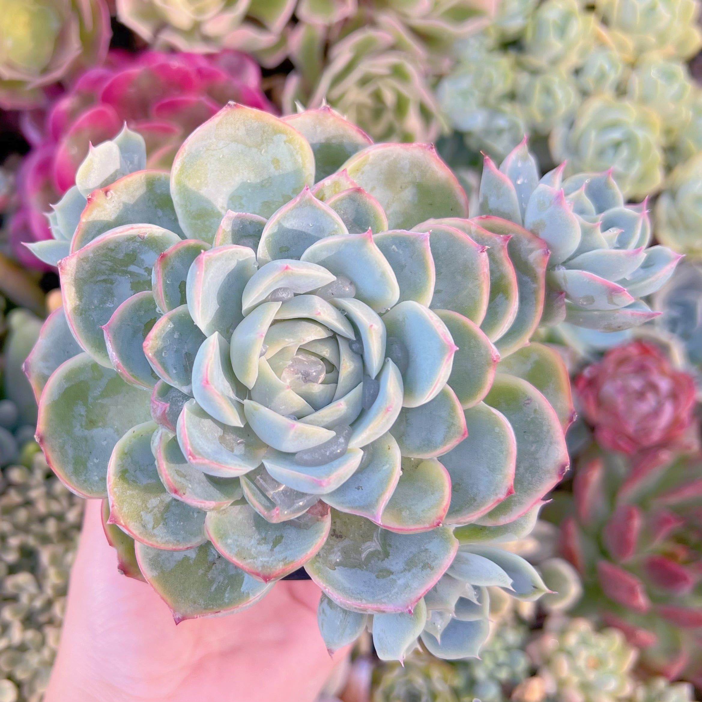 現品　シルエット#649　大苗　群生　るる農園