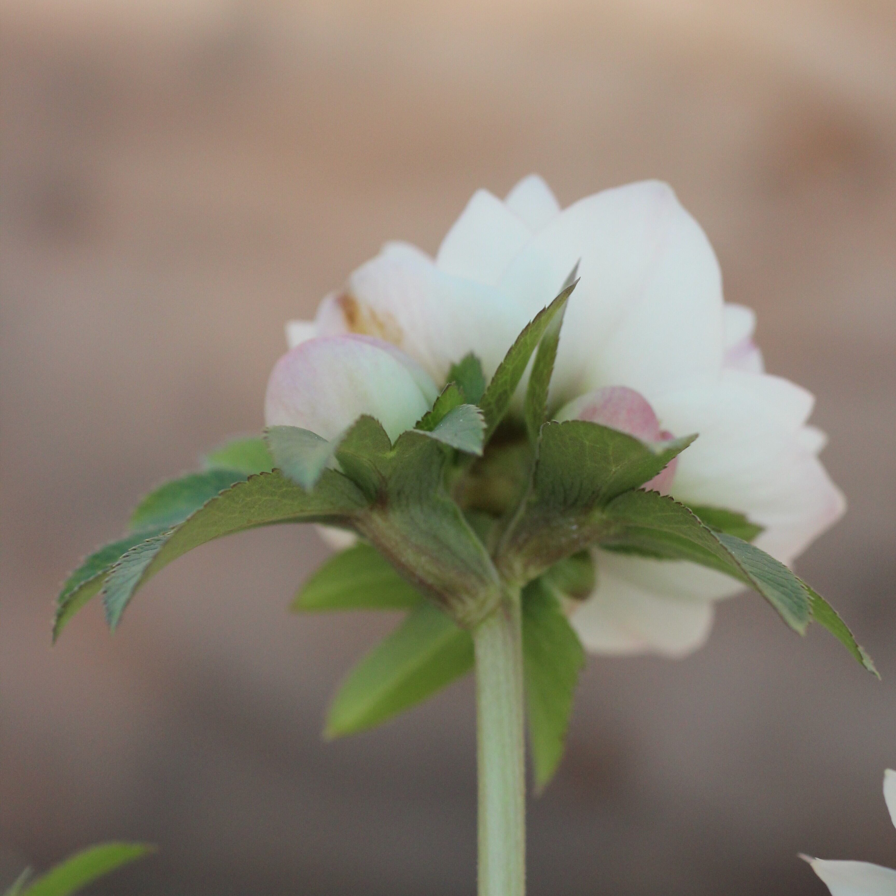 WS26-064 クリスマスローズ ウィンターシンフォニー 静ダブル