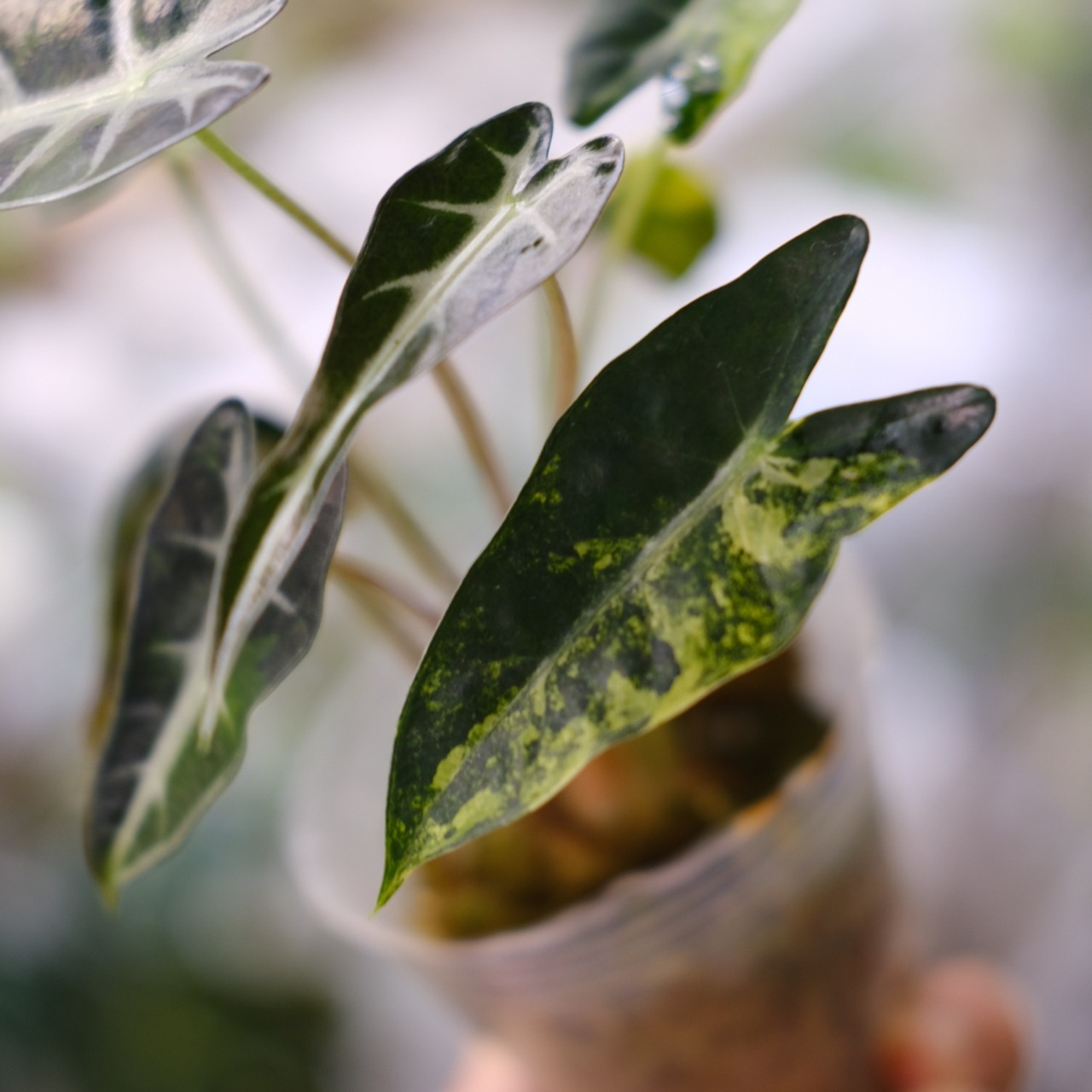 アロカシア バンビーノ イエロー / Alocasia bambino variegated 'Yellow'⑨ / 観葉植物