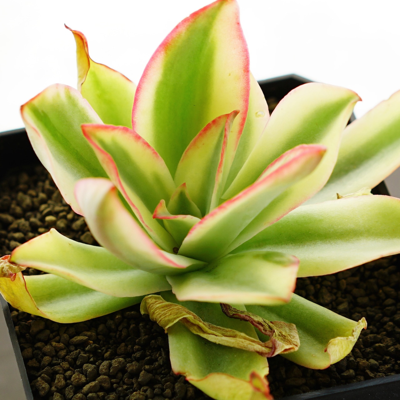 カット苗 サブリギダ錦 限定1本 Echeveria subrigida f.variegata