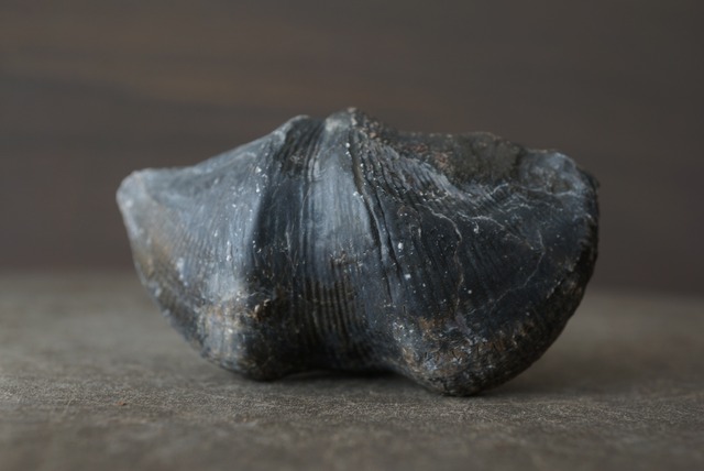 ベルギー産腕足類化石 Cyrtospirifer verneuili 1484