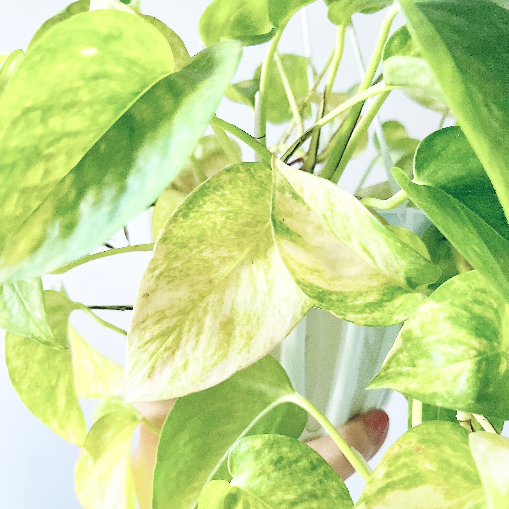 お部屋を明るく ポトス テルノマドンナ 観葉植物 calm cafe | calm