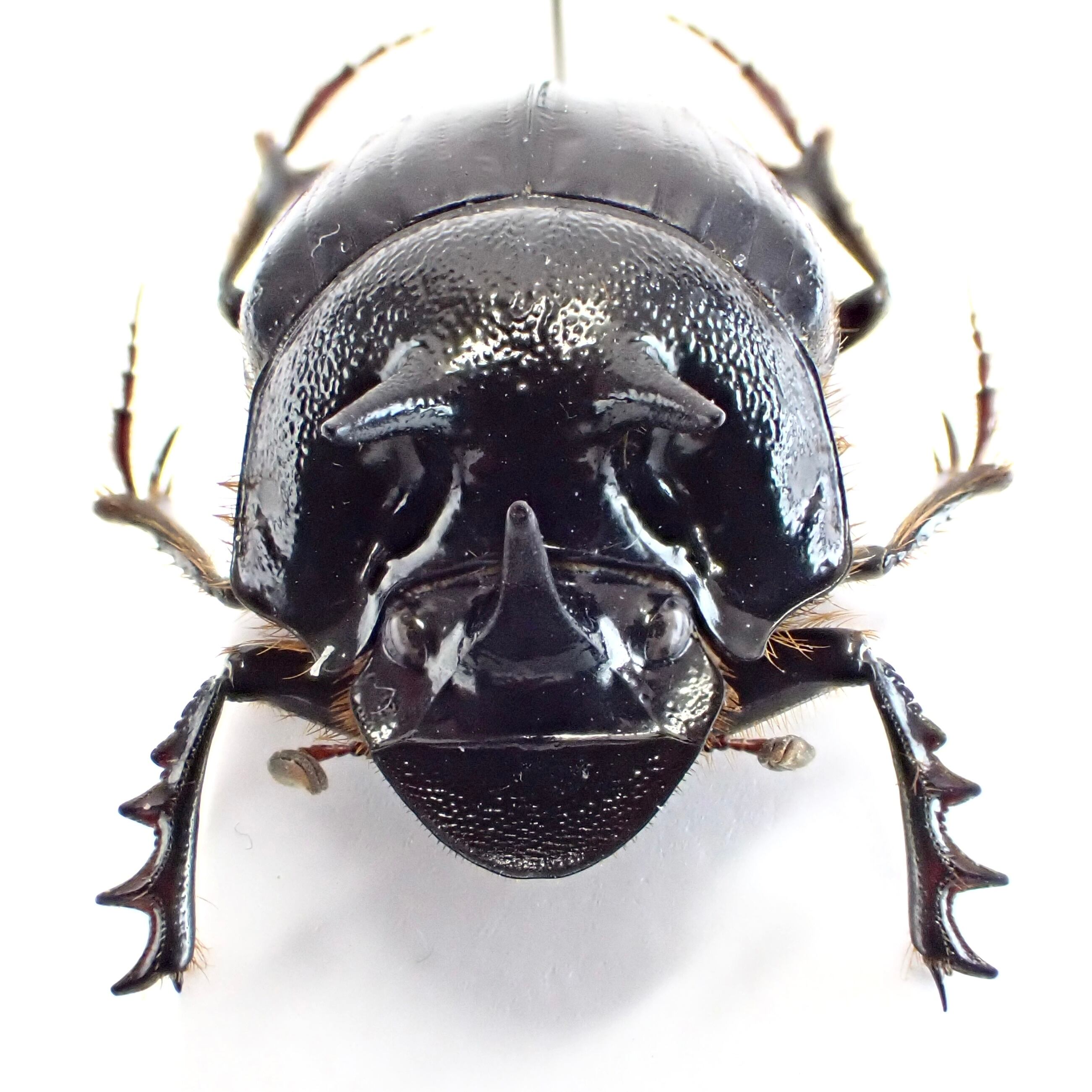 オーストラリア産 Onthophagus ferox ♂ 16mm | 昆虫標本 Diggers