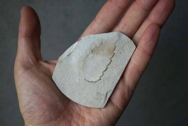 ハンガリー産木の葉化石 Leaf Fossil 1816