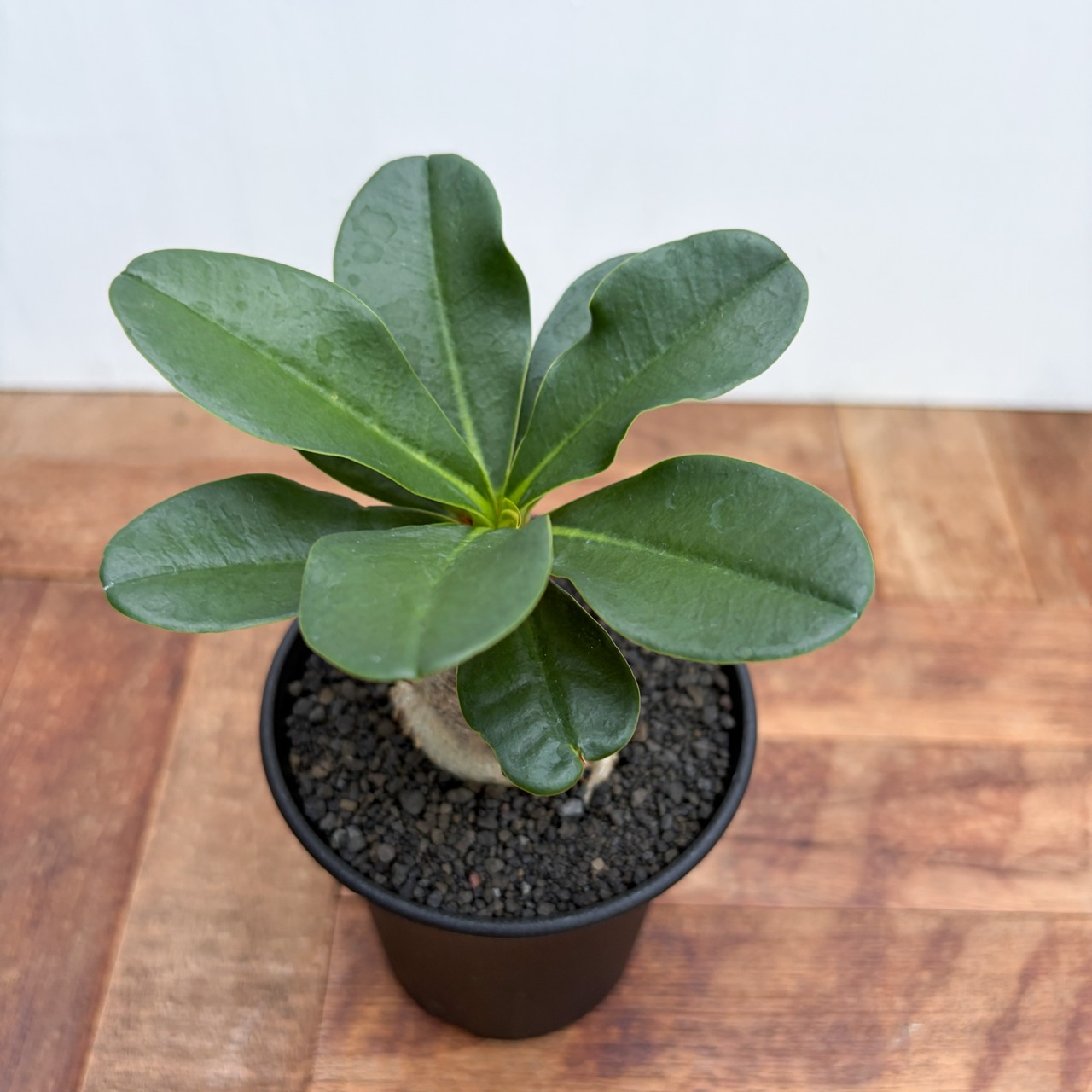 Euphorbia ramena【ユーフォルビア・ラメナ】
