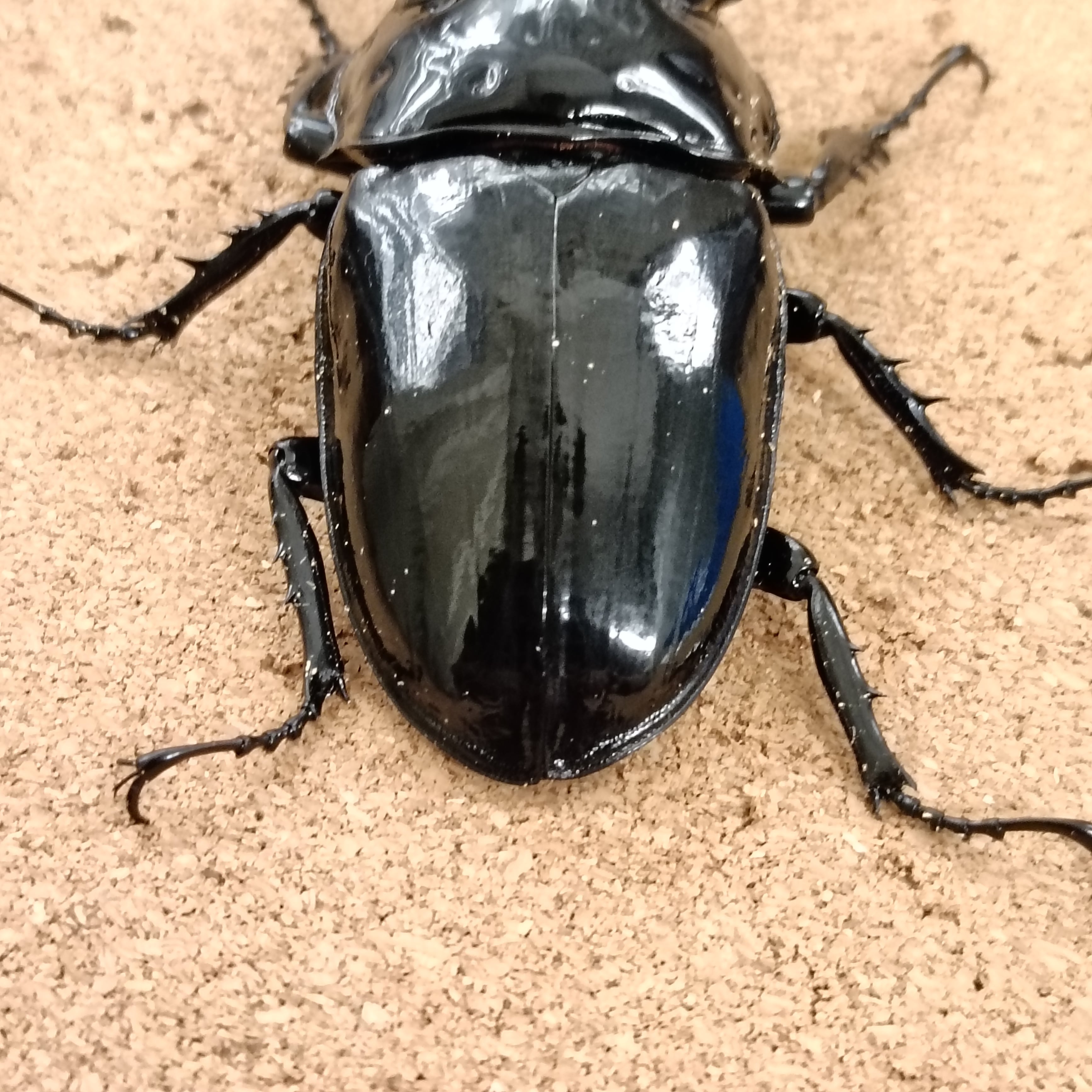 タランドゥスオオツヤクワガタ ♂ 79.0mm | カブクワショップ横浜
