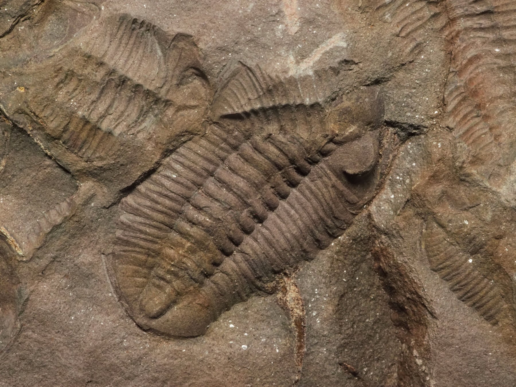 大量の死骸層！三葉虫【Morgatia sp.】【1371g】モロッコ王国産/恐竜