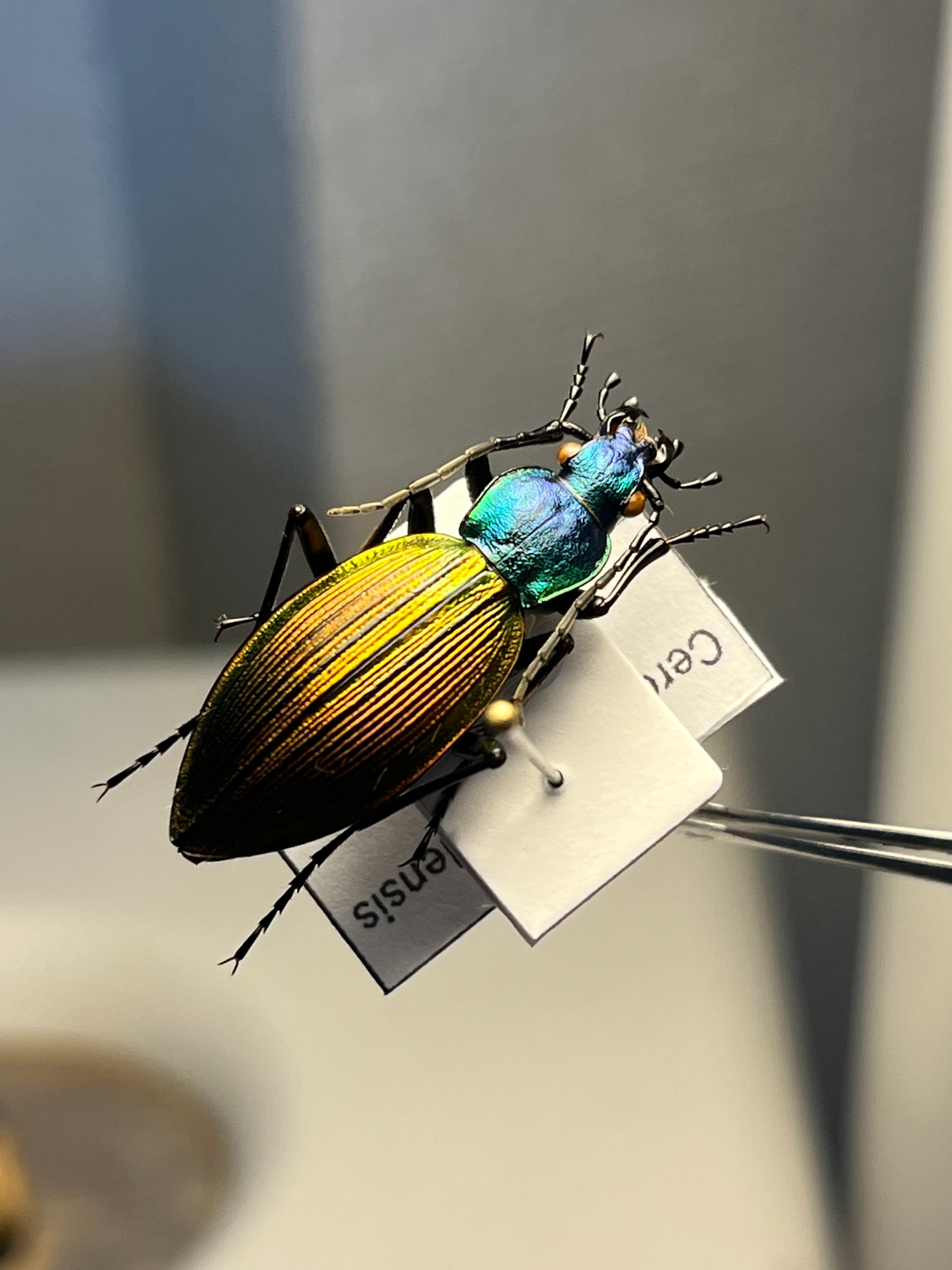 極美個体】チリオサムシ標本 Ceroglossus chilensis gloriosus チレン