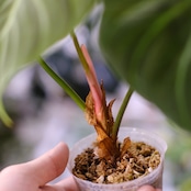 フィロデンドロン エルチョコレッド / Philodendron "El Choco Red"⑯ / 観葉植物<育て方・花言葉>