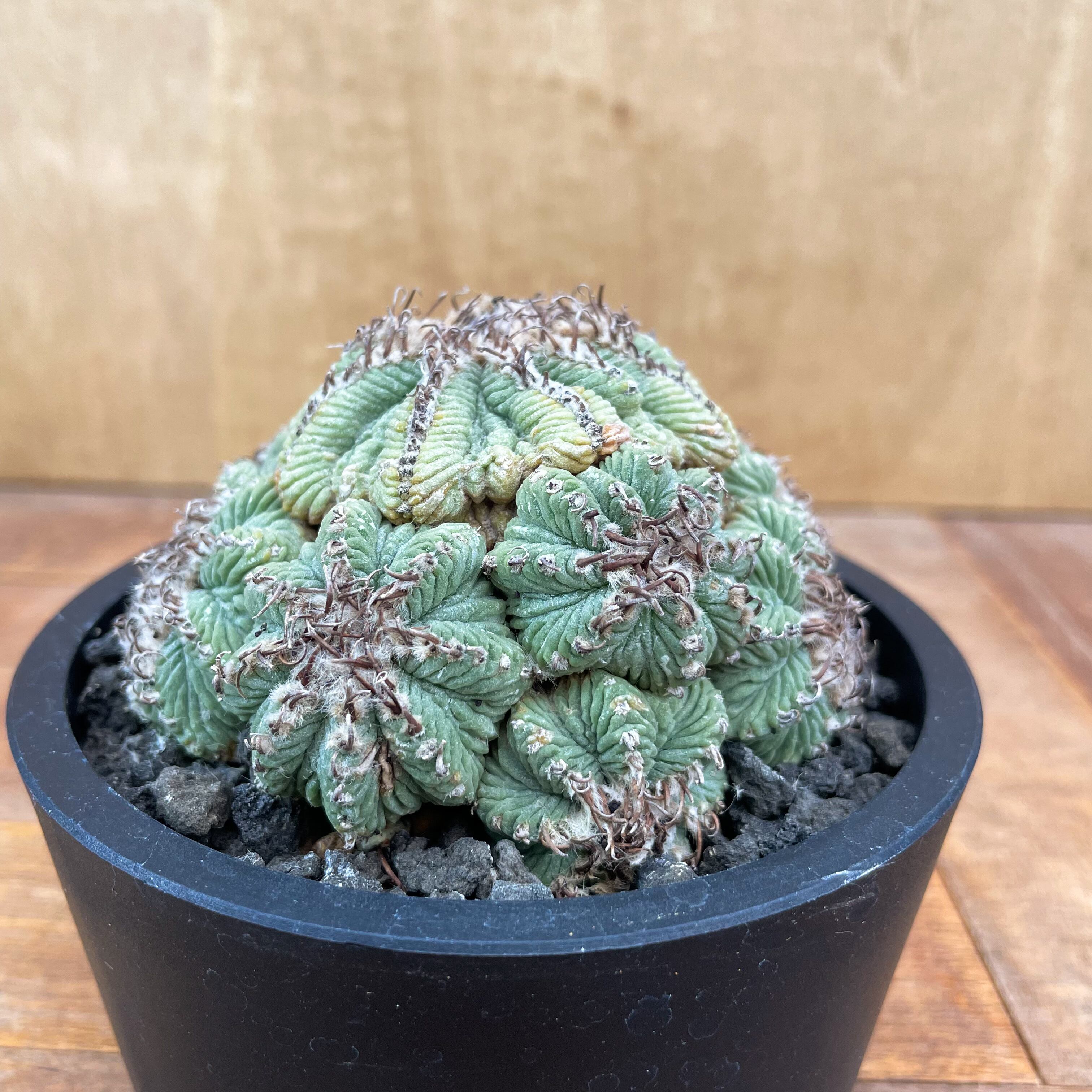 アズテキウム 花籠 (Aztekium ritteri) Aztekium ritteri【アズテキウム・花籠・実生】 | RIMO'S GREEN