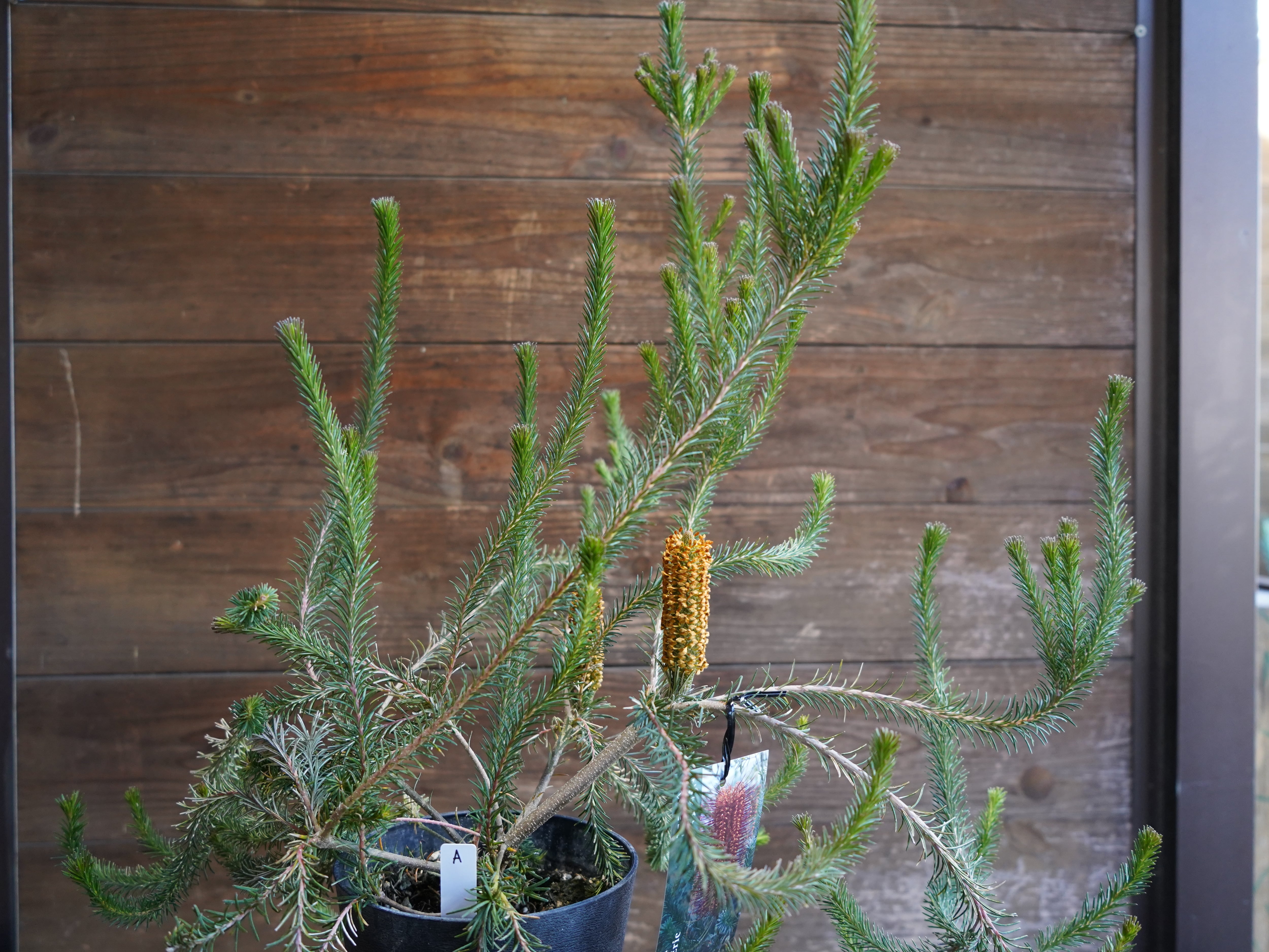 【現物】バンクシア　”リトルエリック”　A　