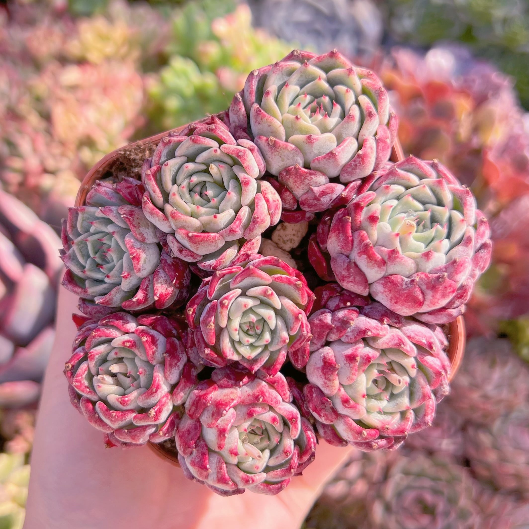 現品　沙羅姫牡丹#F040　古株　るる農園