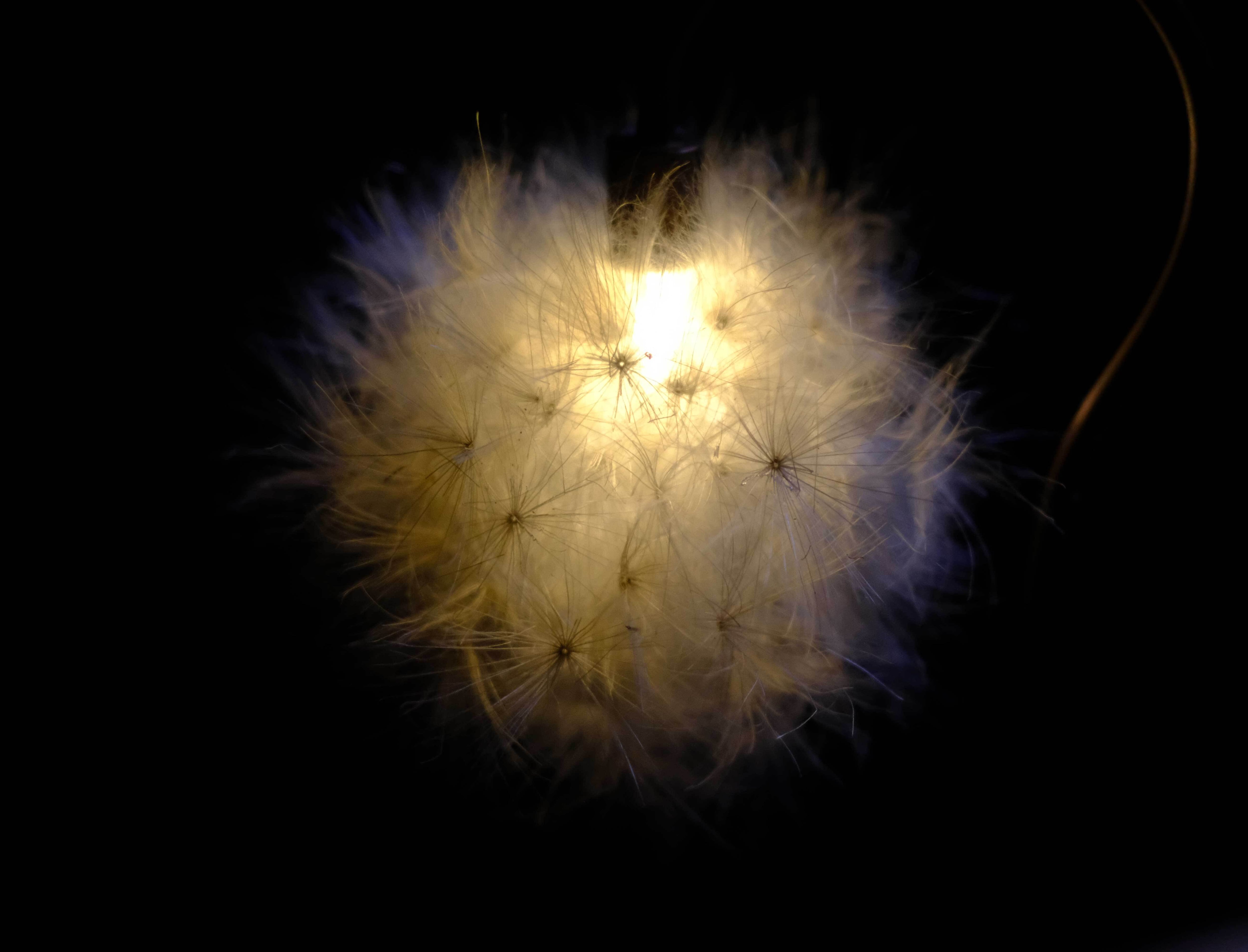 The FINAL EXHIBITION] 森の小さな灯 no.22 アザミ | はいいろオオカミ