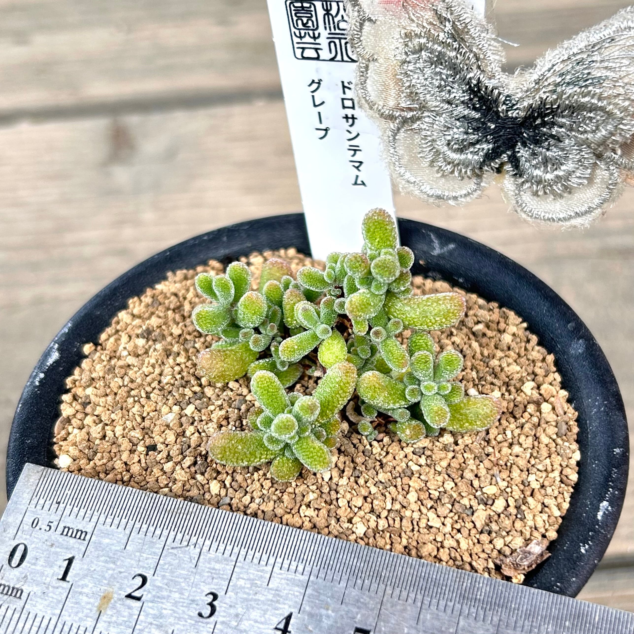 T) グレープ ドロサンテマム | RuPo 多肉植物専門店