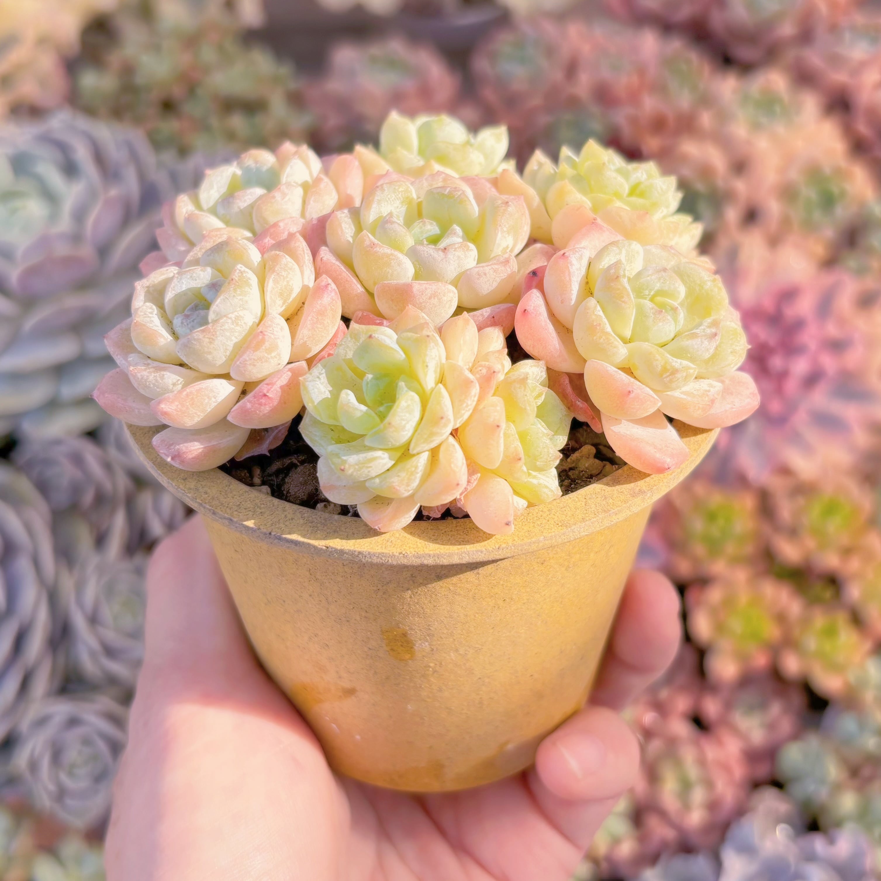 多肉植物 浣紗(7苗) 新入荷 るる農園 | るる農園~多肉植物専門