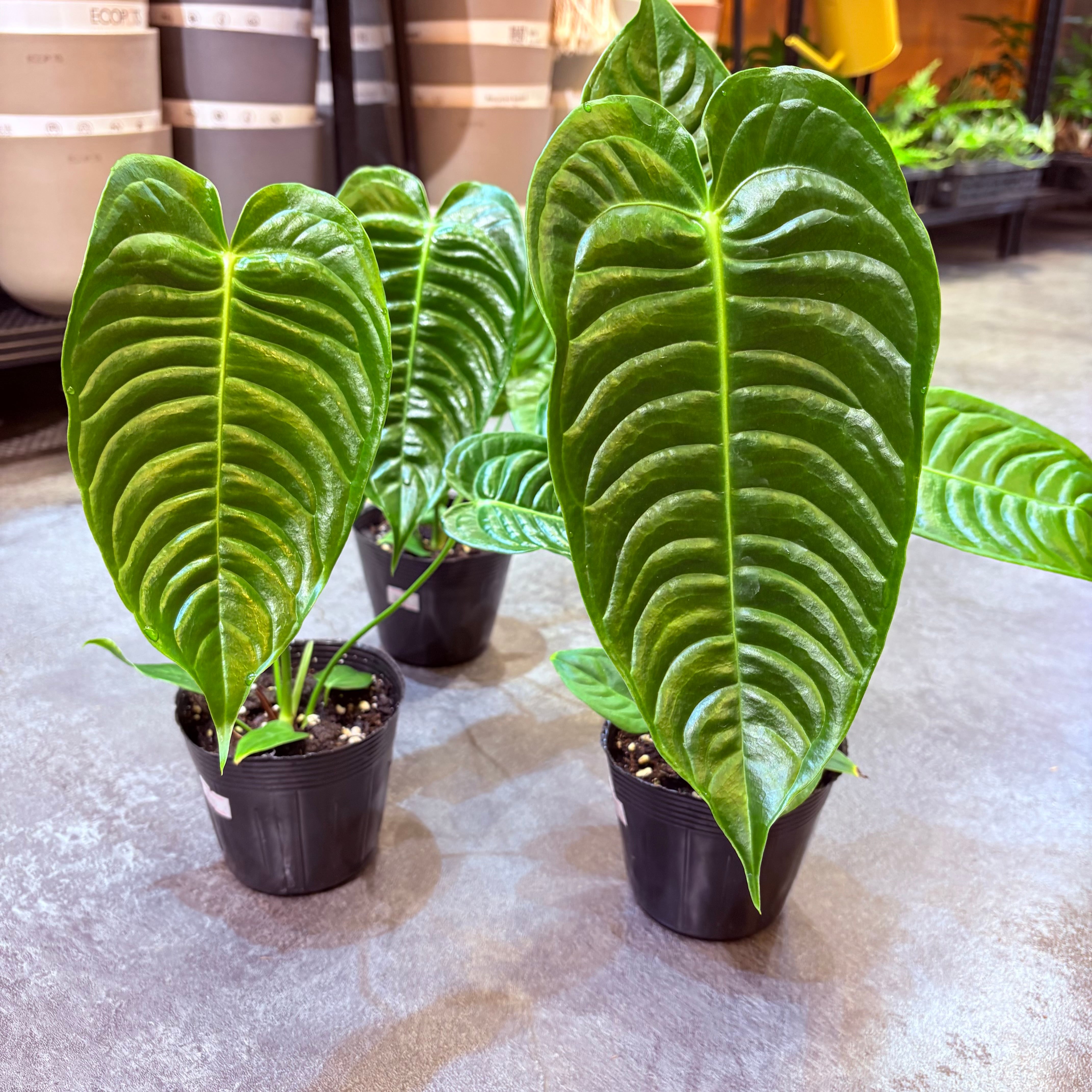 アンスリウム ベイチー 3.5号 | Green Vibes 宇都宮市の観葉植物専門店
