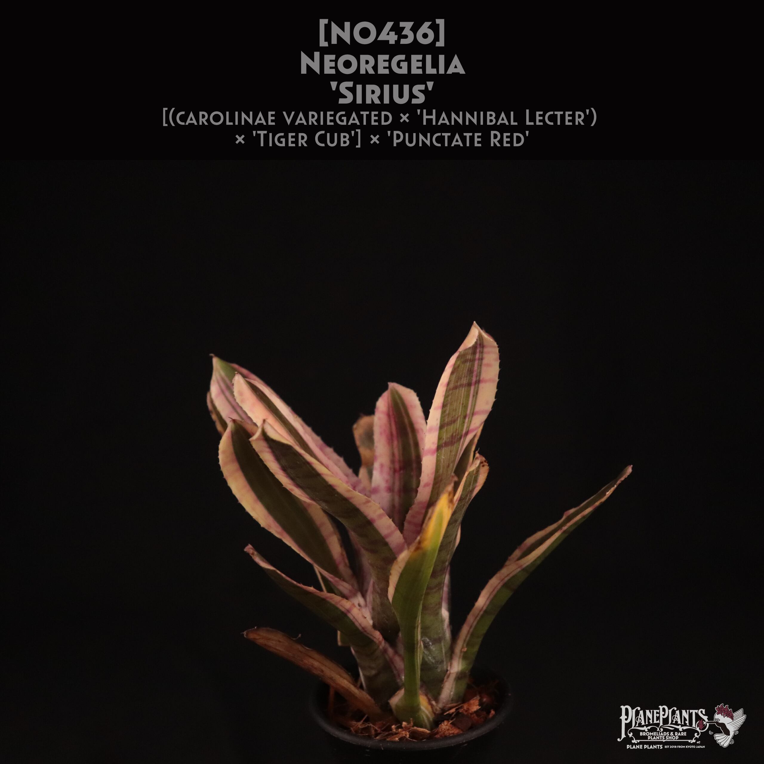 【送料無料】Neoregelia 'Sirius'〔ネオレゲリア〕現品発送N0436