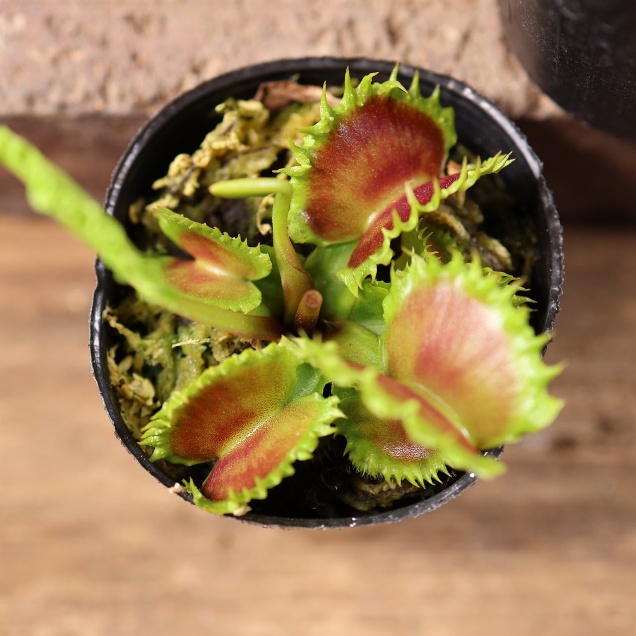 681『ハエトリソウ Dionaea muscipula 'dumpling 』 観葉植物【送料