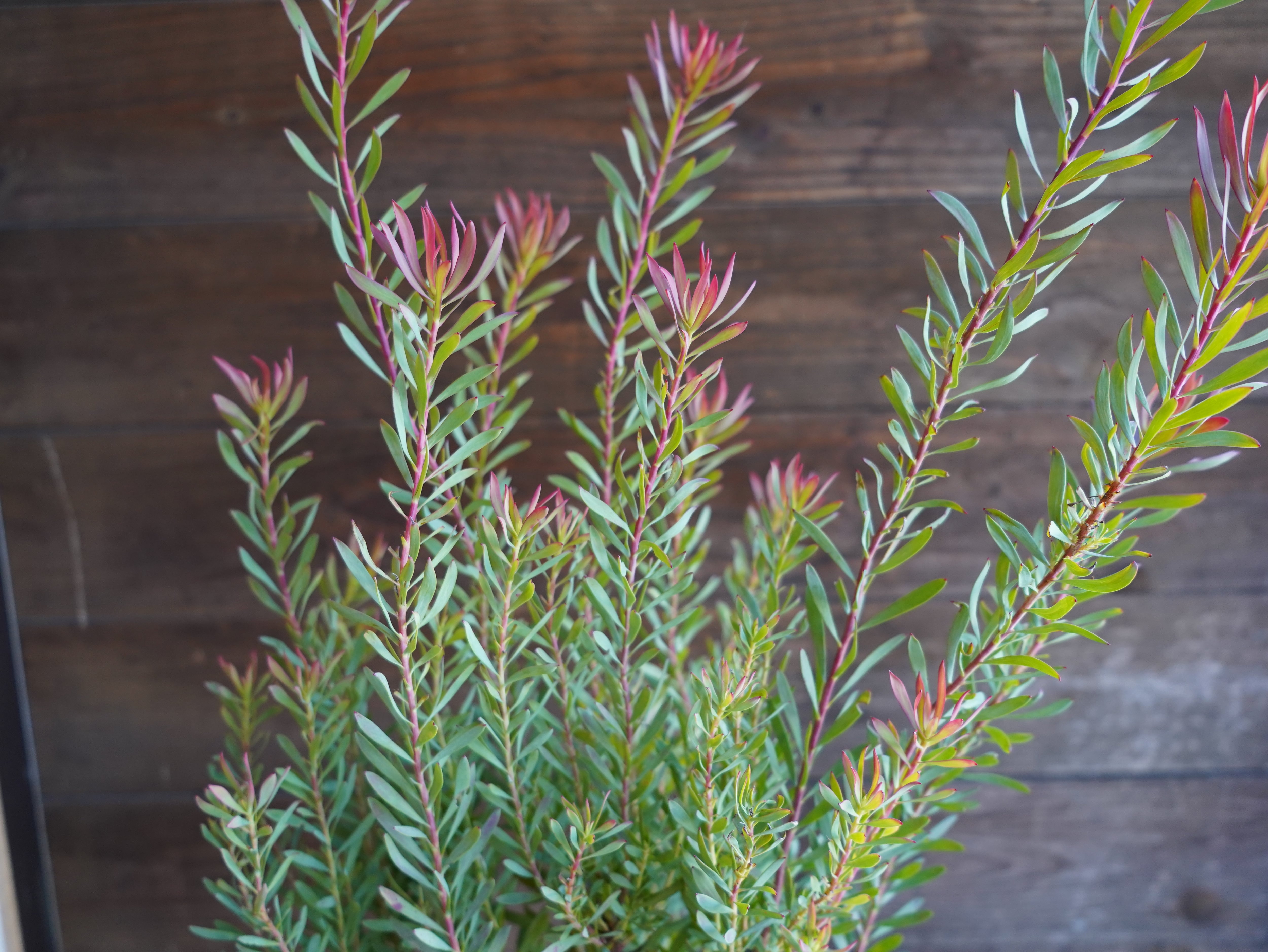 【現物】リューカデンドロン　”Harlequin”　A