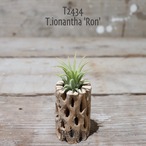 【送料無料】ionantha 'Ron'〔エアプランツ〕現品発送T2434