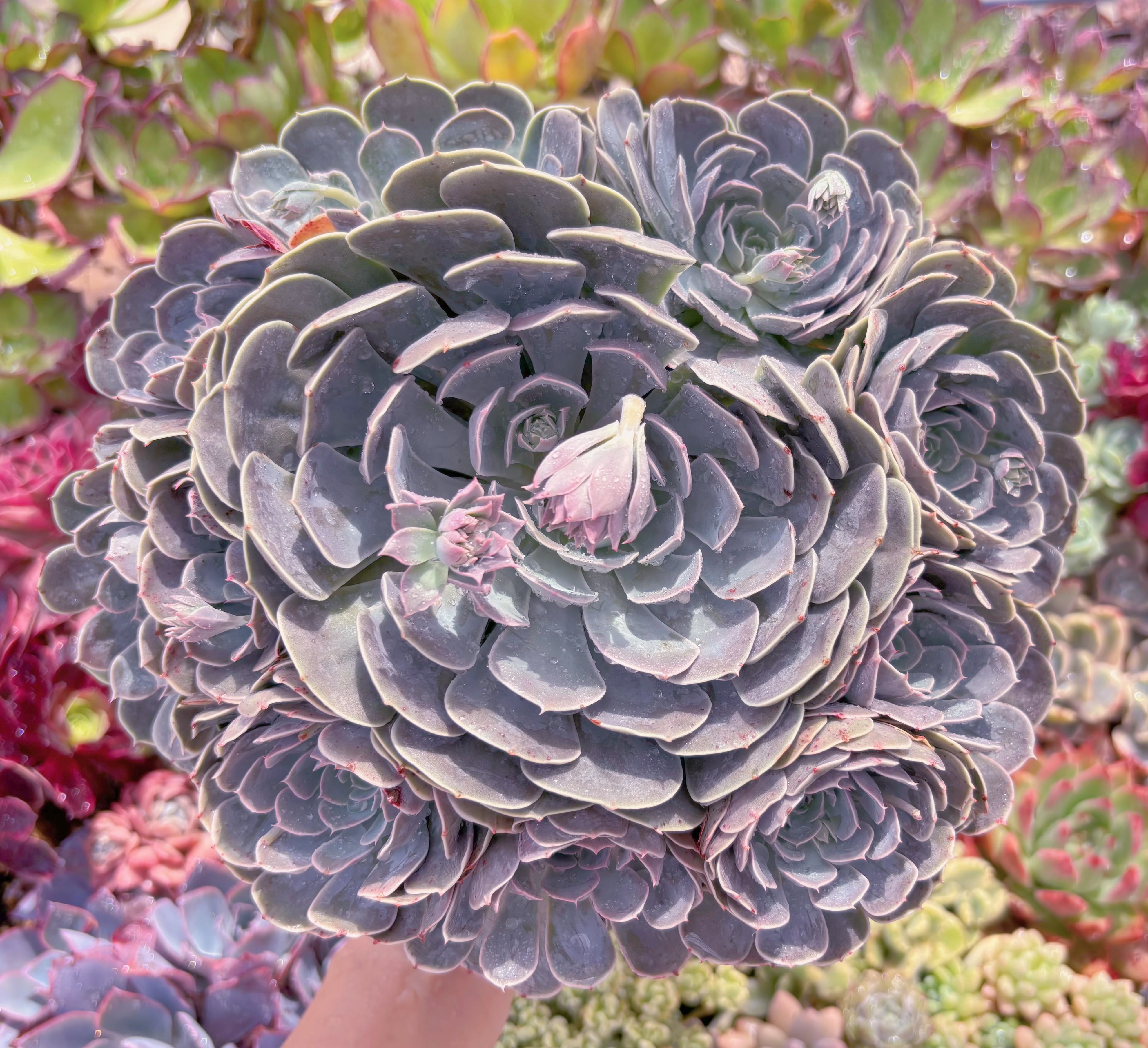 現品　天賜#557　特特大群生　直径約28cm新入荷　るる農園