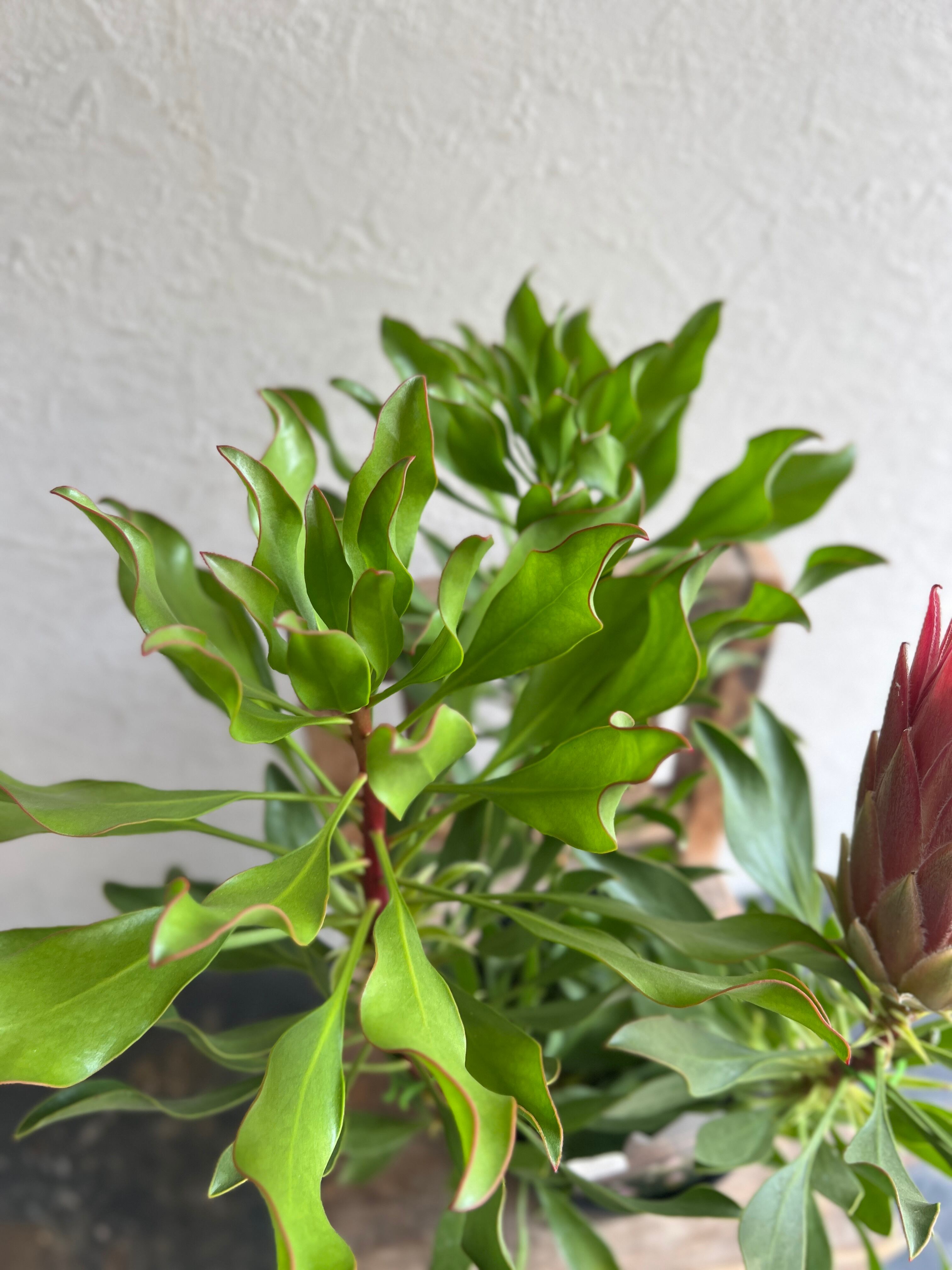 プロテア オータムプリンス | 沼ノ上農園