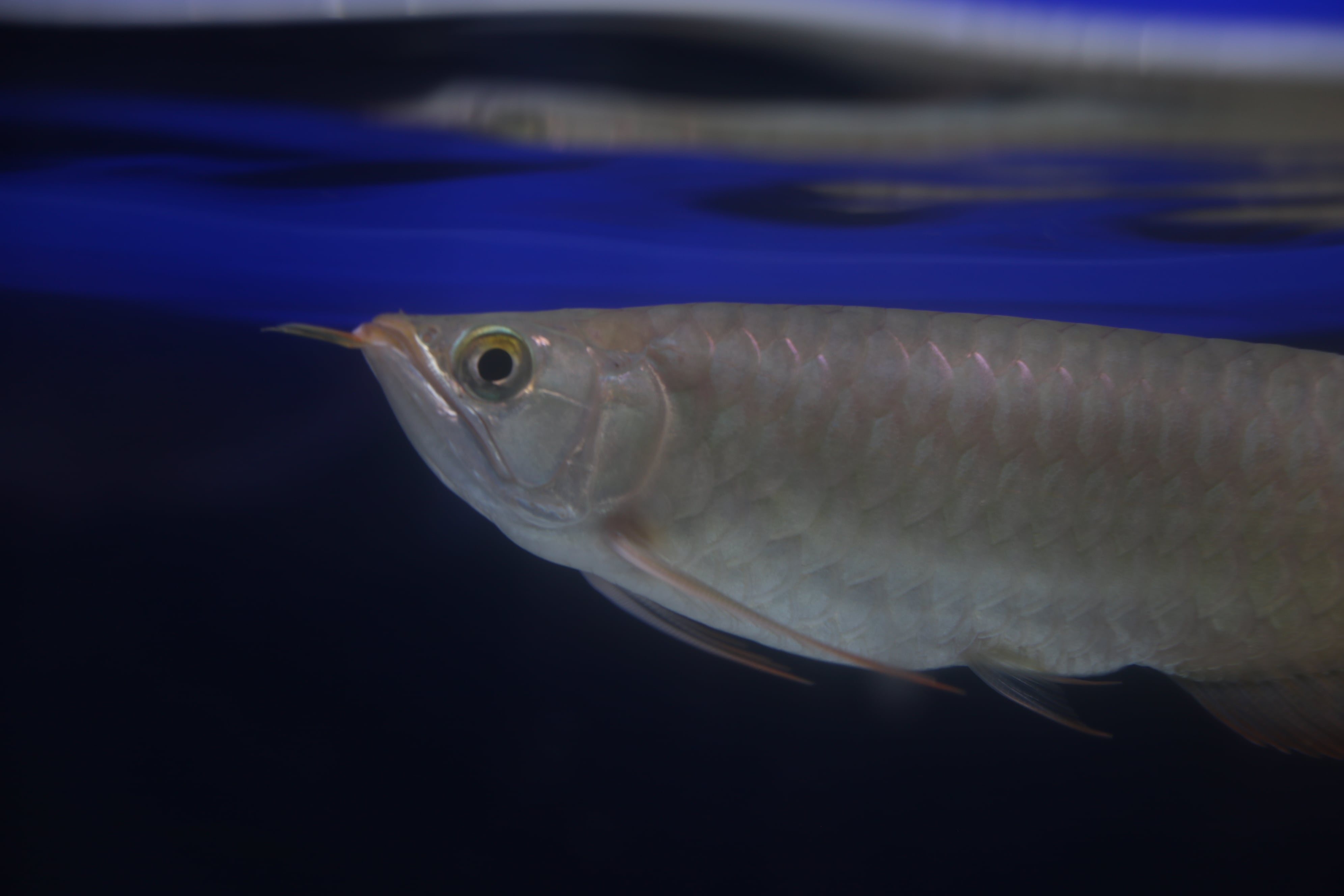 ダトニオプラスワン① ±39cm | アロワナ等の大型魚・熱帯魚の