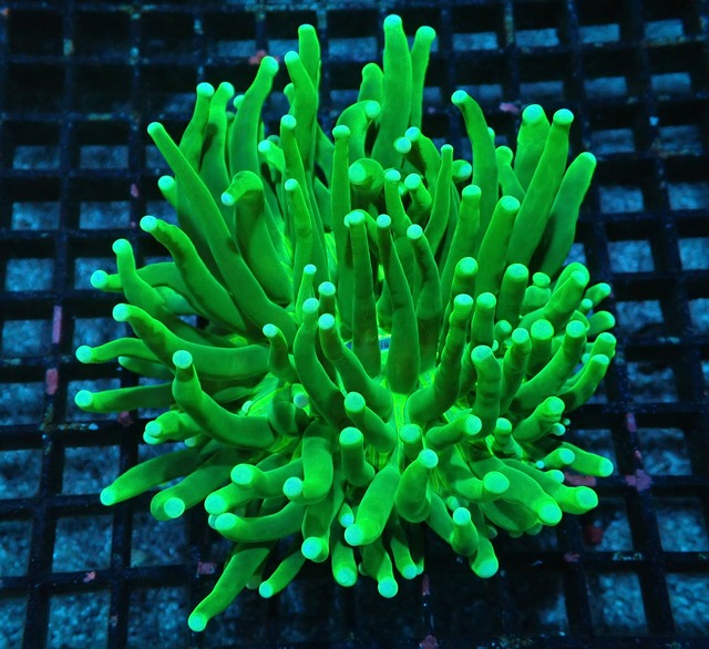 【現地買付】HelioFungia