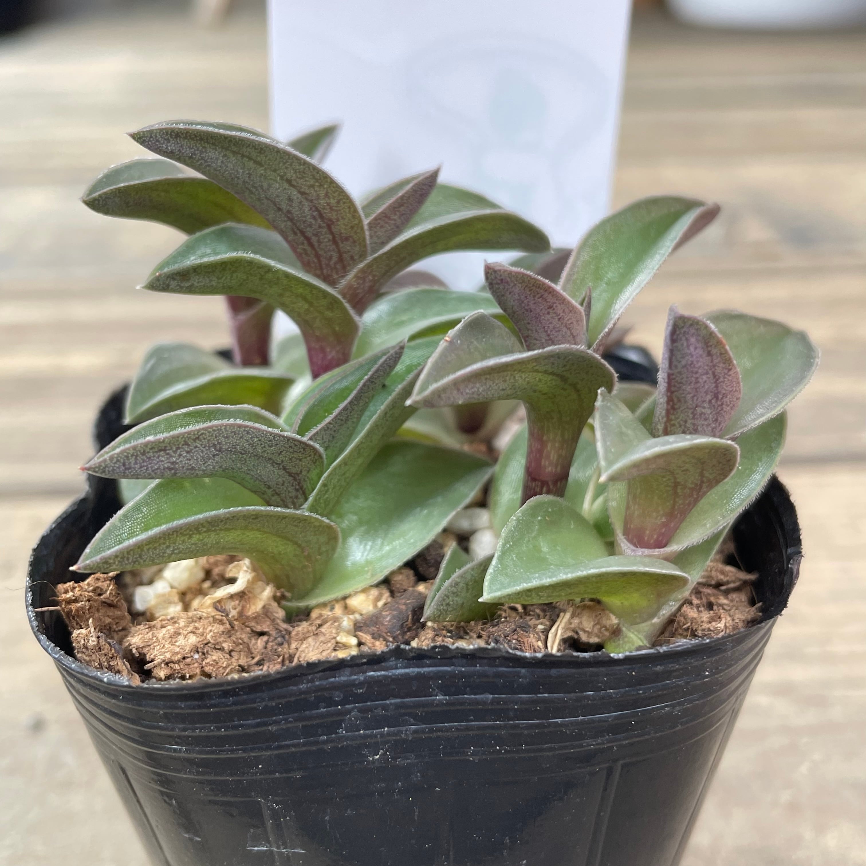 a9c702ff9a7b901a77cb5b9c3fc3e3