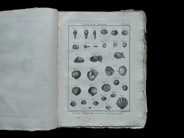 HISTOIRE NATURELLE , Coquilles Bivalves