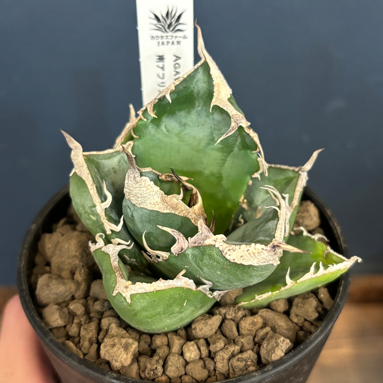 アガベ チタノタ 南アフリカダイヤモンド(SAD)【997】