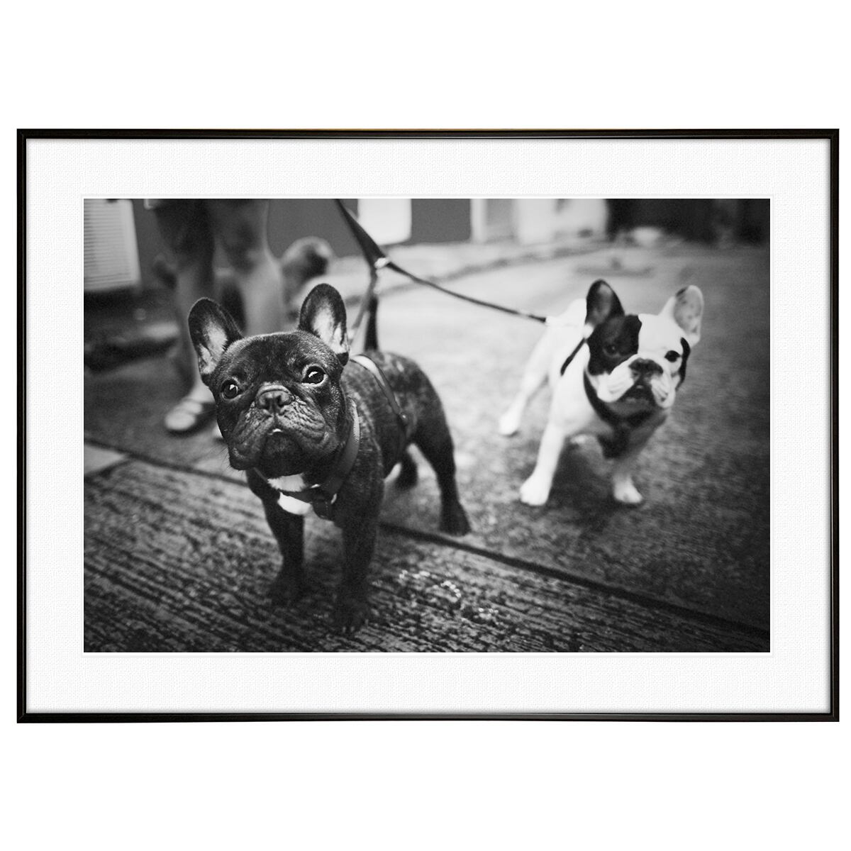 動物写真 犬 フレンチブルドッグ インテリア モノクロアートポスター