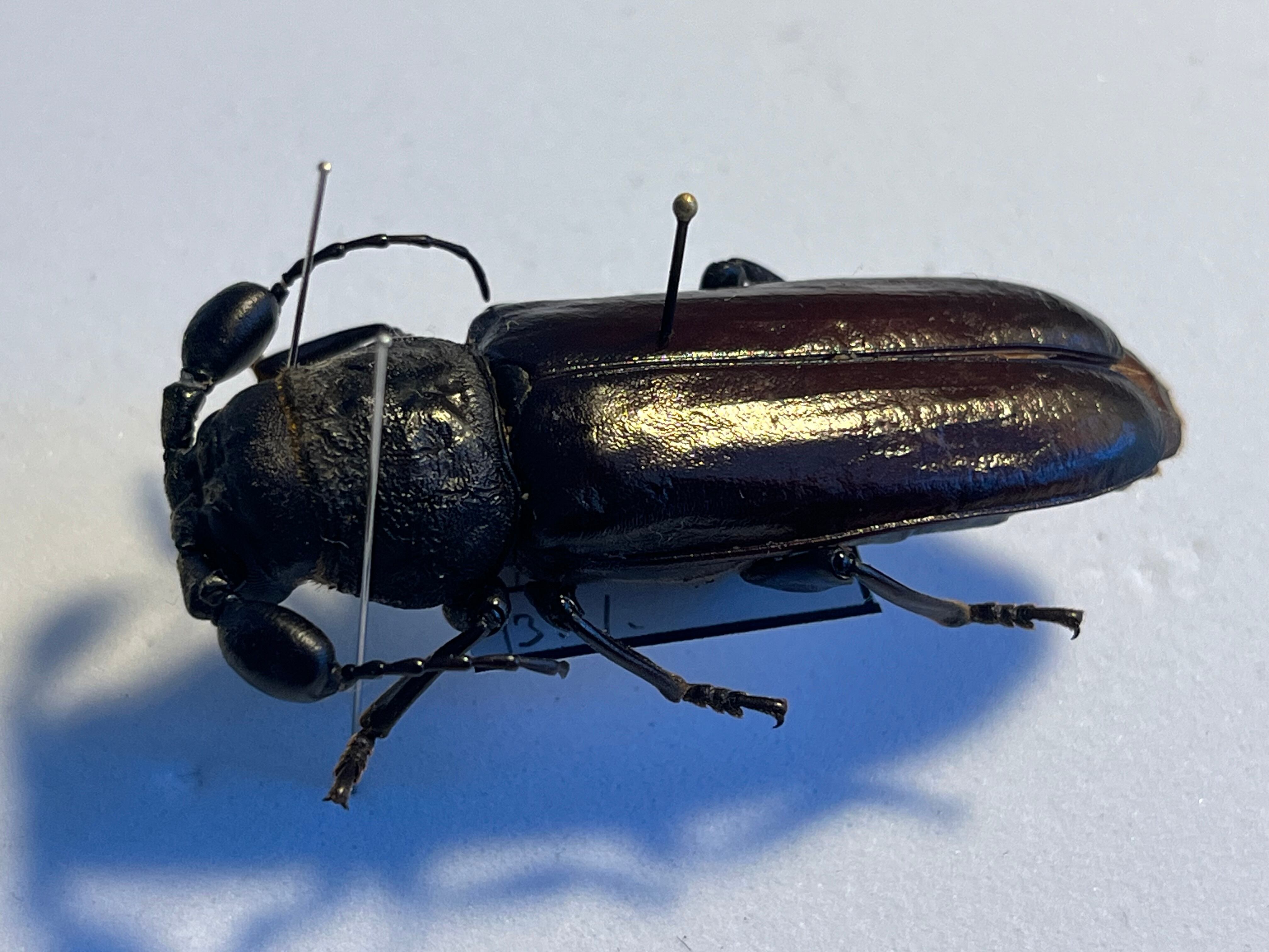 一属一種】Bolbotritus bainesiウスバカミキリ ミヤマカミキリ 昆虫