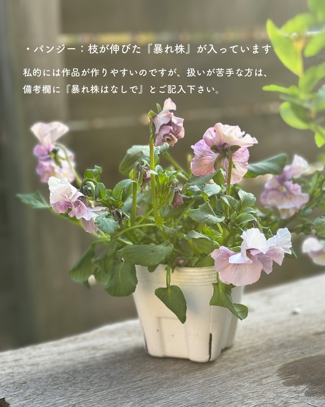 【花苗セット】えんじ系ラナンとビオラ＋白い小花のボリューム花苗セット